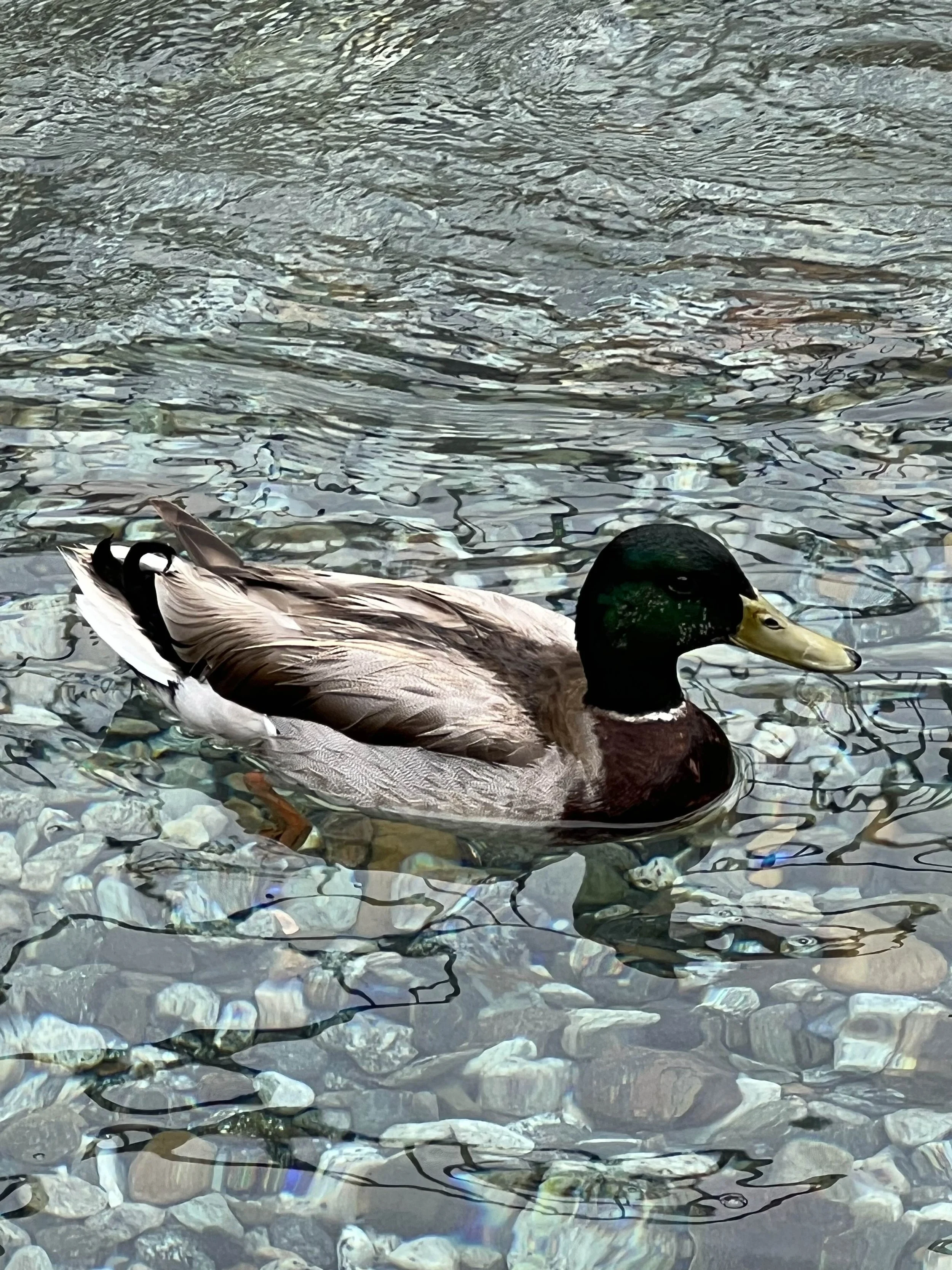 A close-up of a mallard duck swimming in clear water over rocks and pebbles.