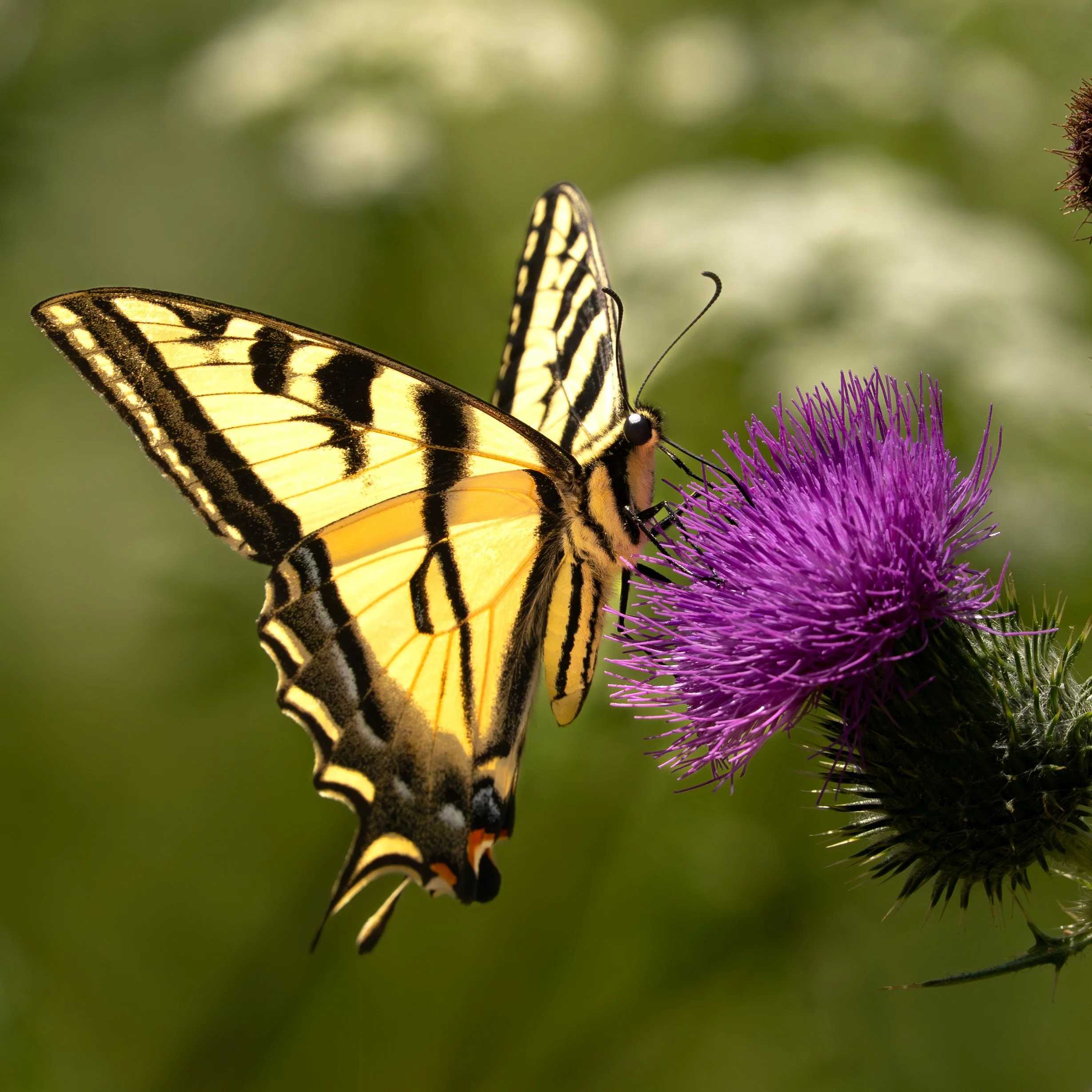 A close-up of a yellow and black swallowtail butterfly perched on a purple thistle flower, with a blurred green background.