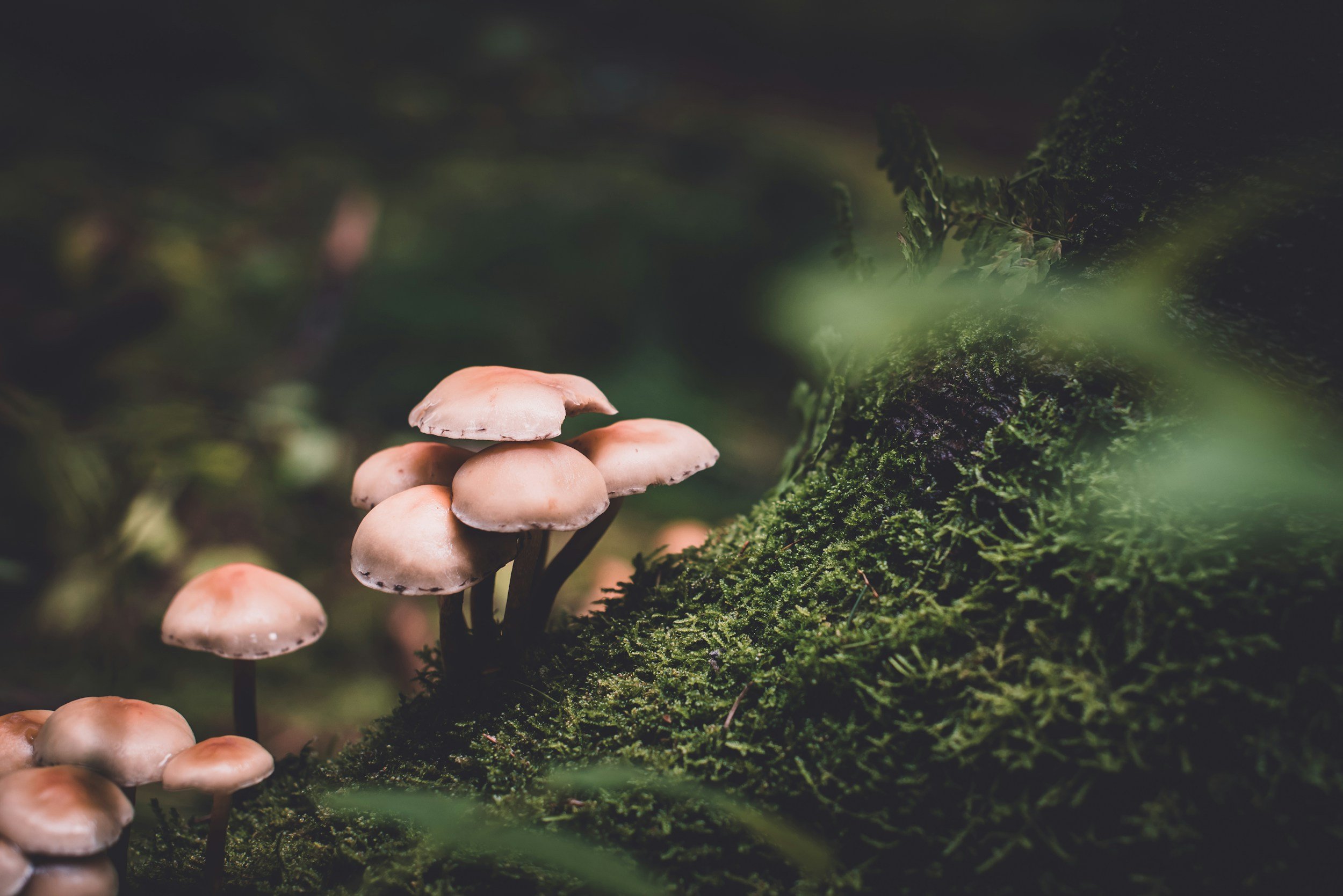 unsplash-image-QN6NkYi3CKs.jpg