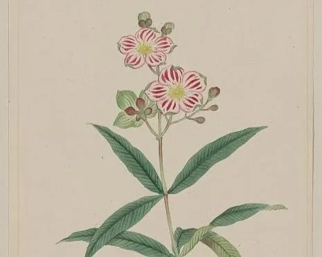Illustration of flower