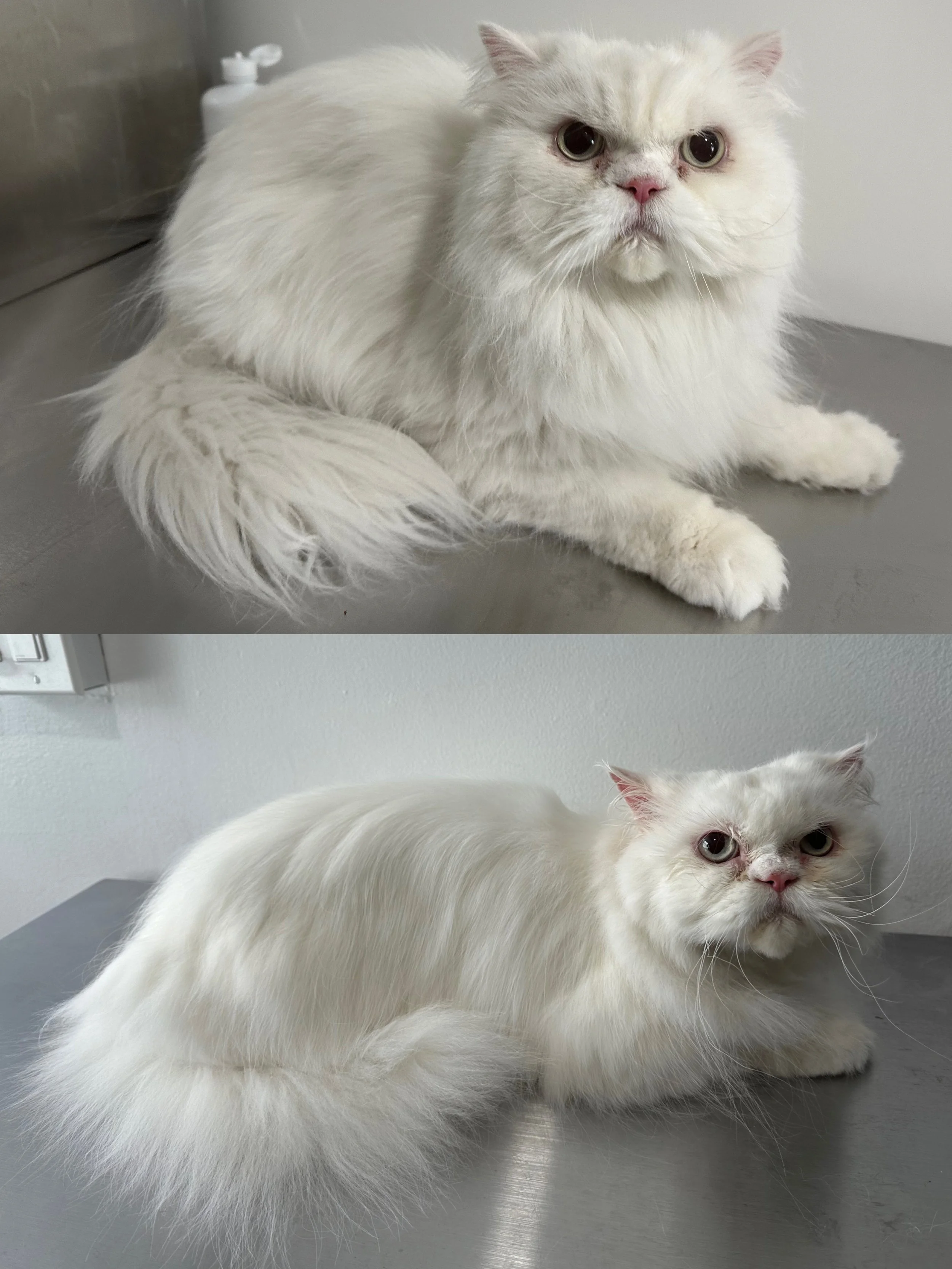 Extra gentle grooming care for elderly or mobility-limited cats.