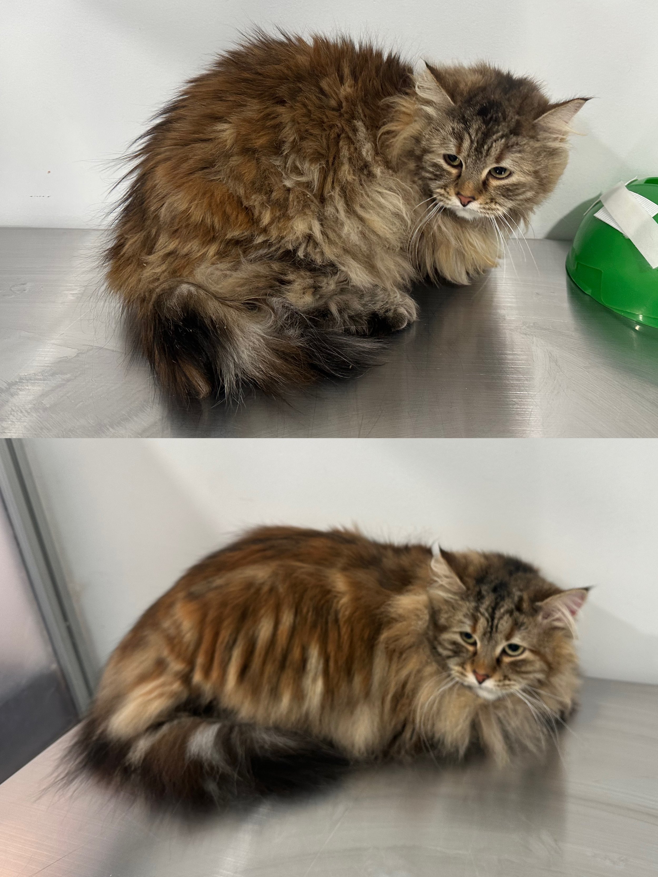 Gentle removal of painful mats and tangles from long-haired coats.