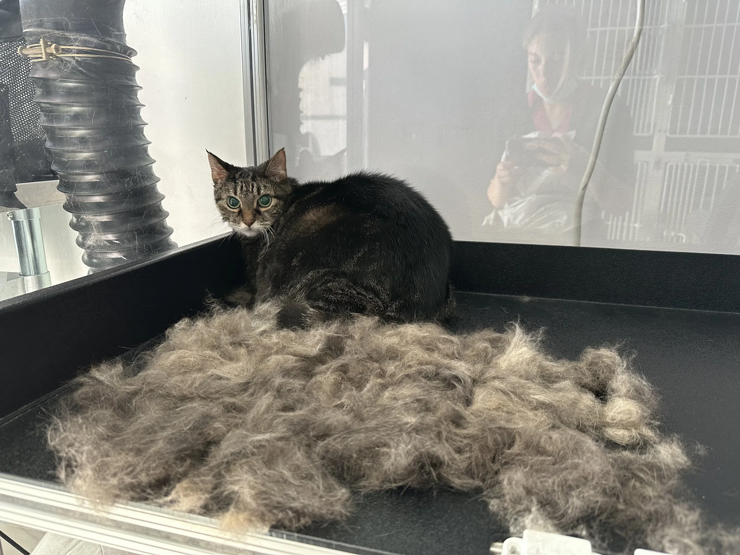 Helps reduce loose fur, shedding, and hairballs while improving coat condition.