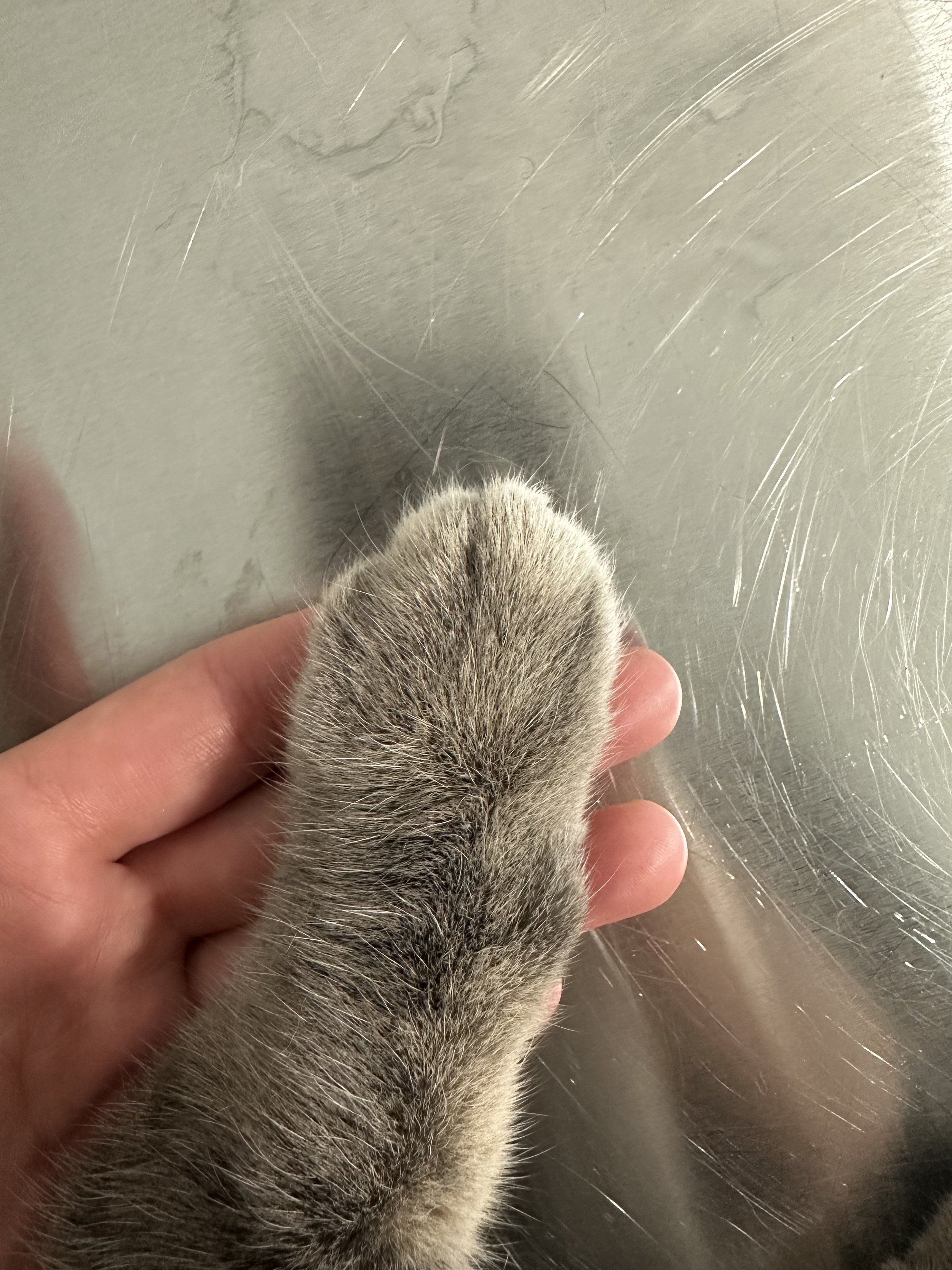 Safe nail trimming to help protect your furniture and your cat’s paws.