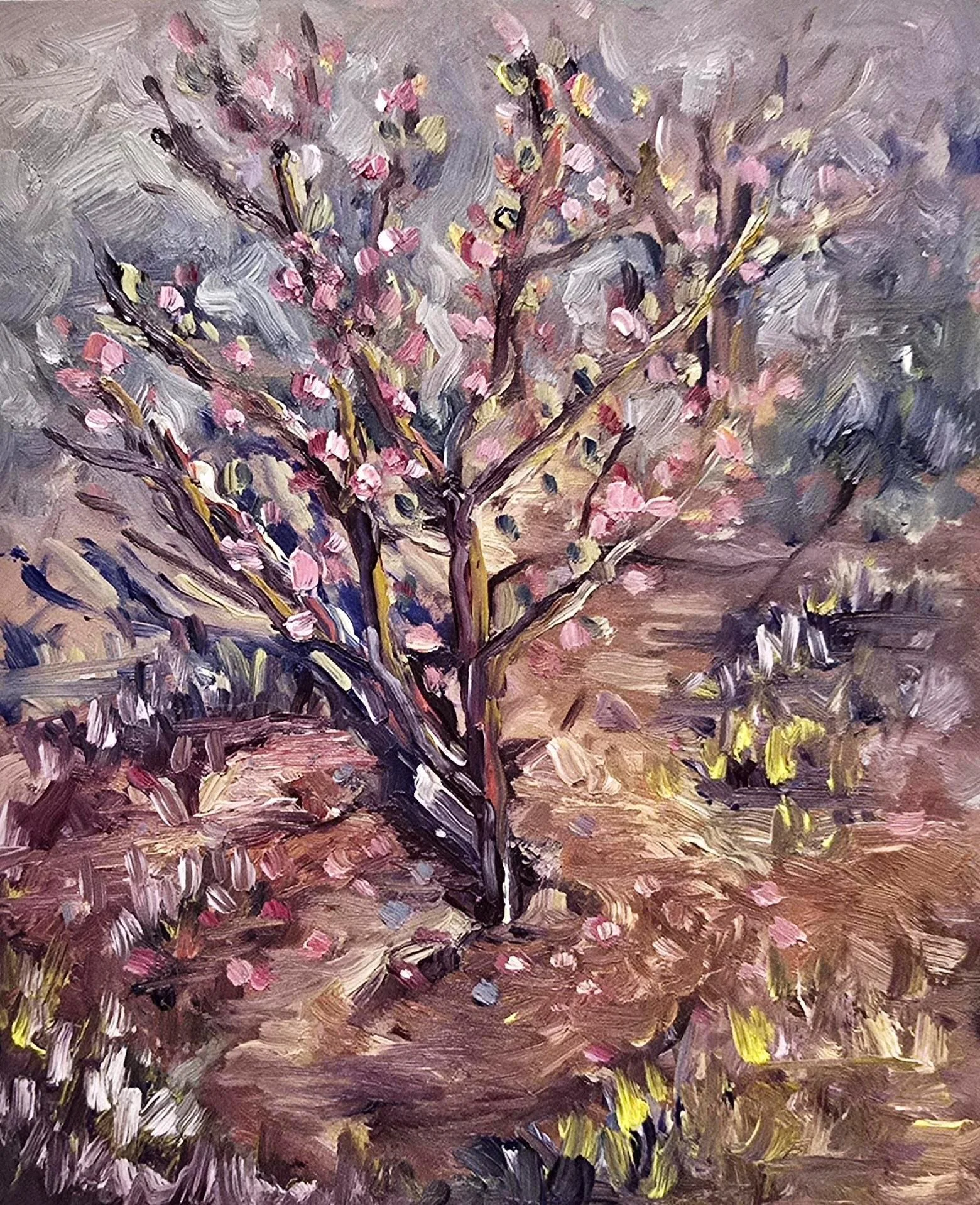 "Apricot Tree, Cottonwood"
March 2026
Oil on board
8”x10”
