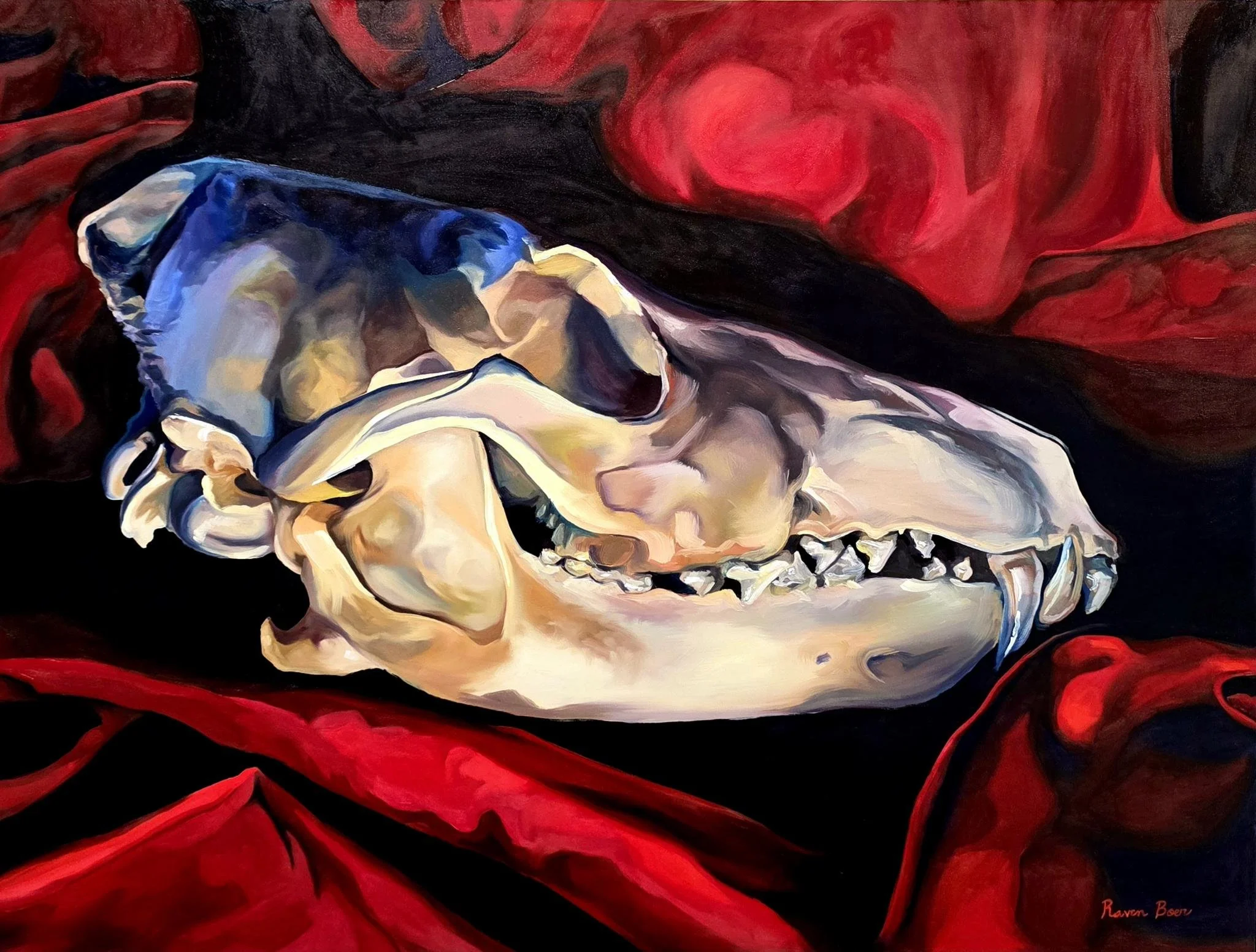 "Coyote Skull on Red Fabric" 18"x24" oil on board, 2026
