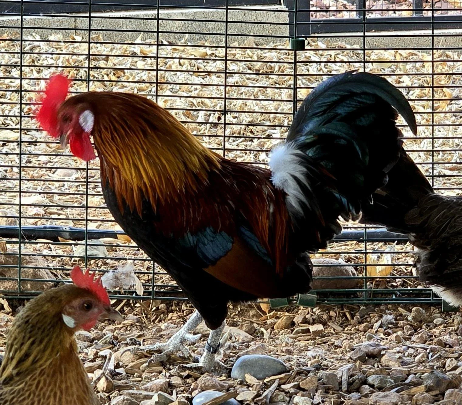 Reference photo of our Dutch Bantam rooster "Rainbow"