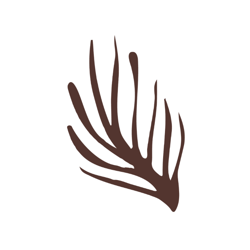 Illustration of a brown sea fan or coral branch with multiple thin, elongated branches.