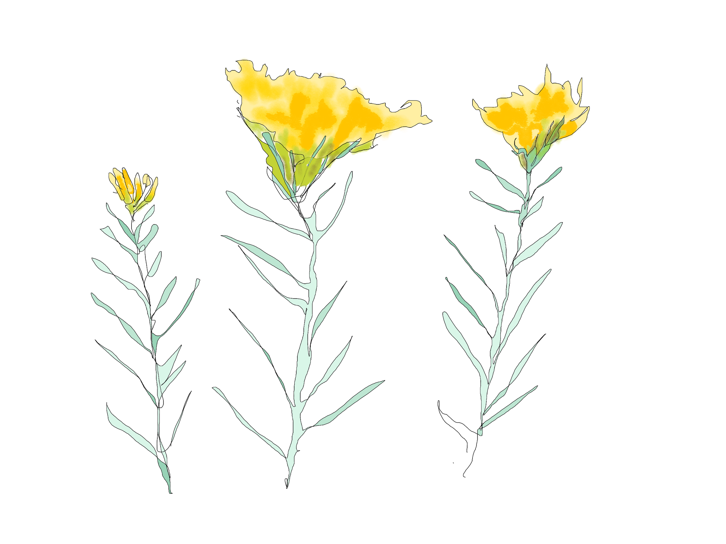 Illustration of three yellow flowers with green stems and leaves on a black background.