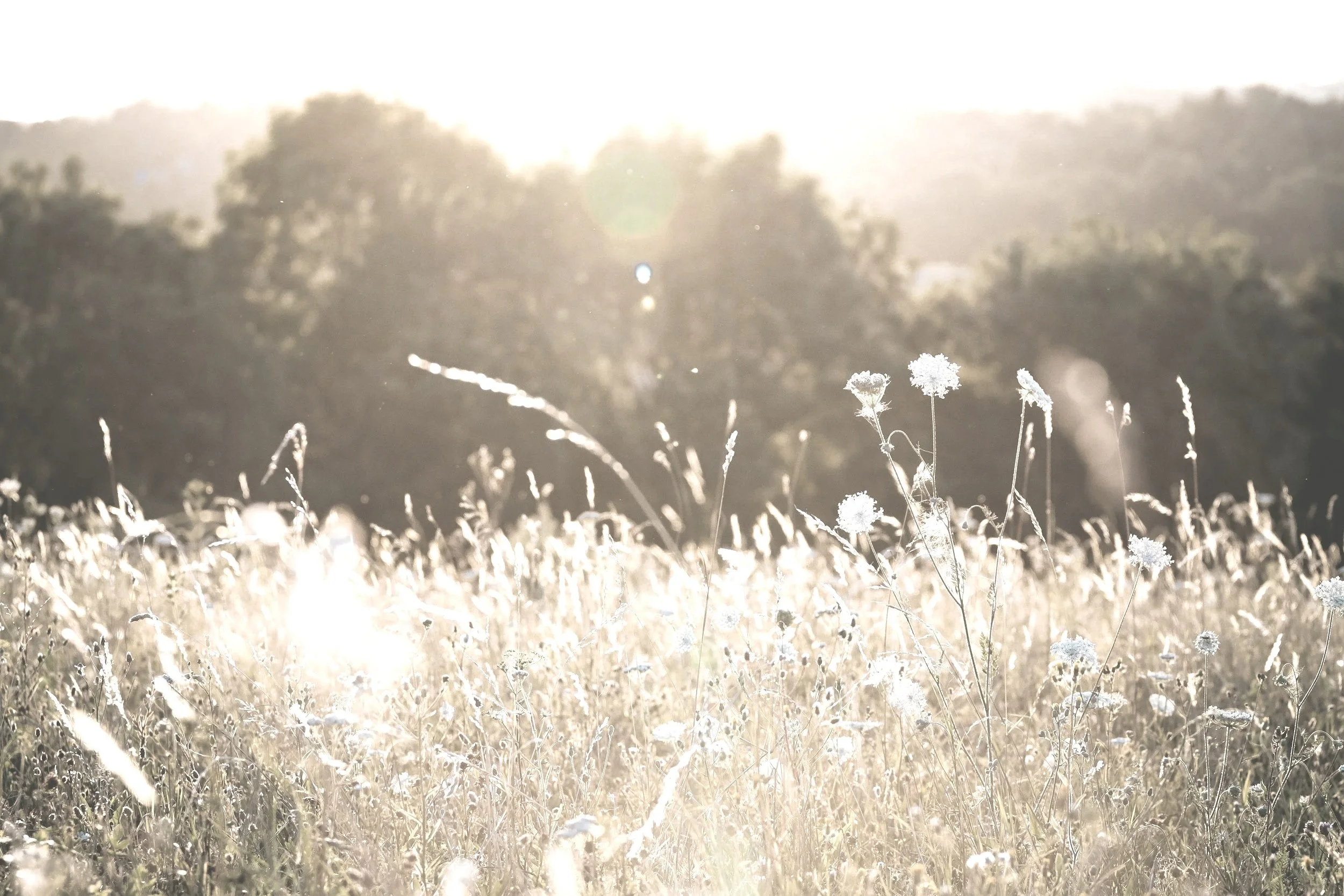 A sunlit field with tall grasses and wildflowers, blurred trees in the background, and bright sunlight creating a warm, serene atmosphere.