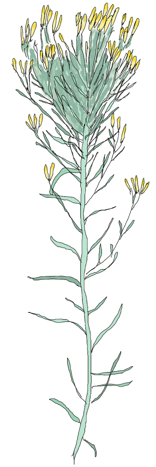 Line drawing of a flowering plant with green leaves and yellow buds on tall, thin stems.