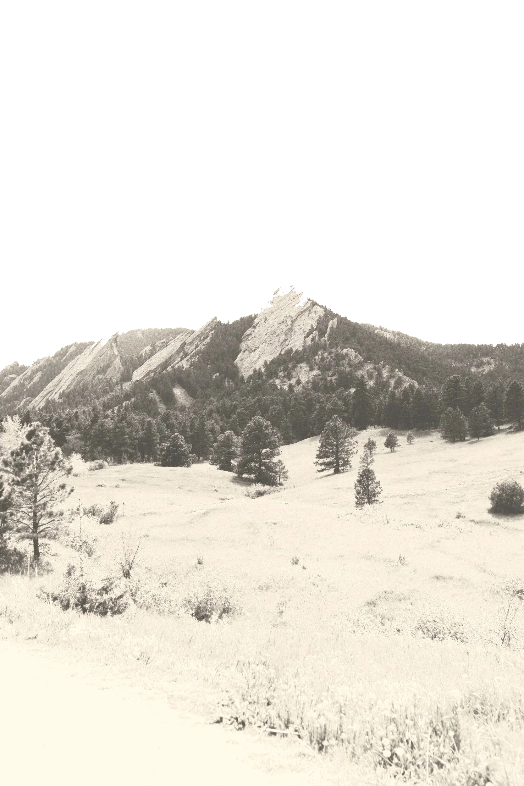 Black and white photo of a mountain with trees in a grassy field.