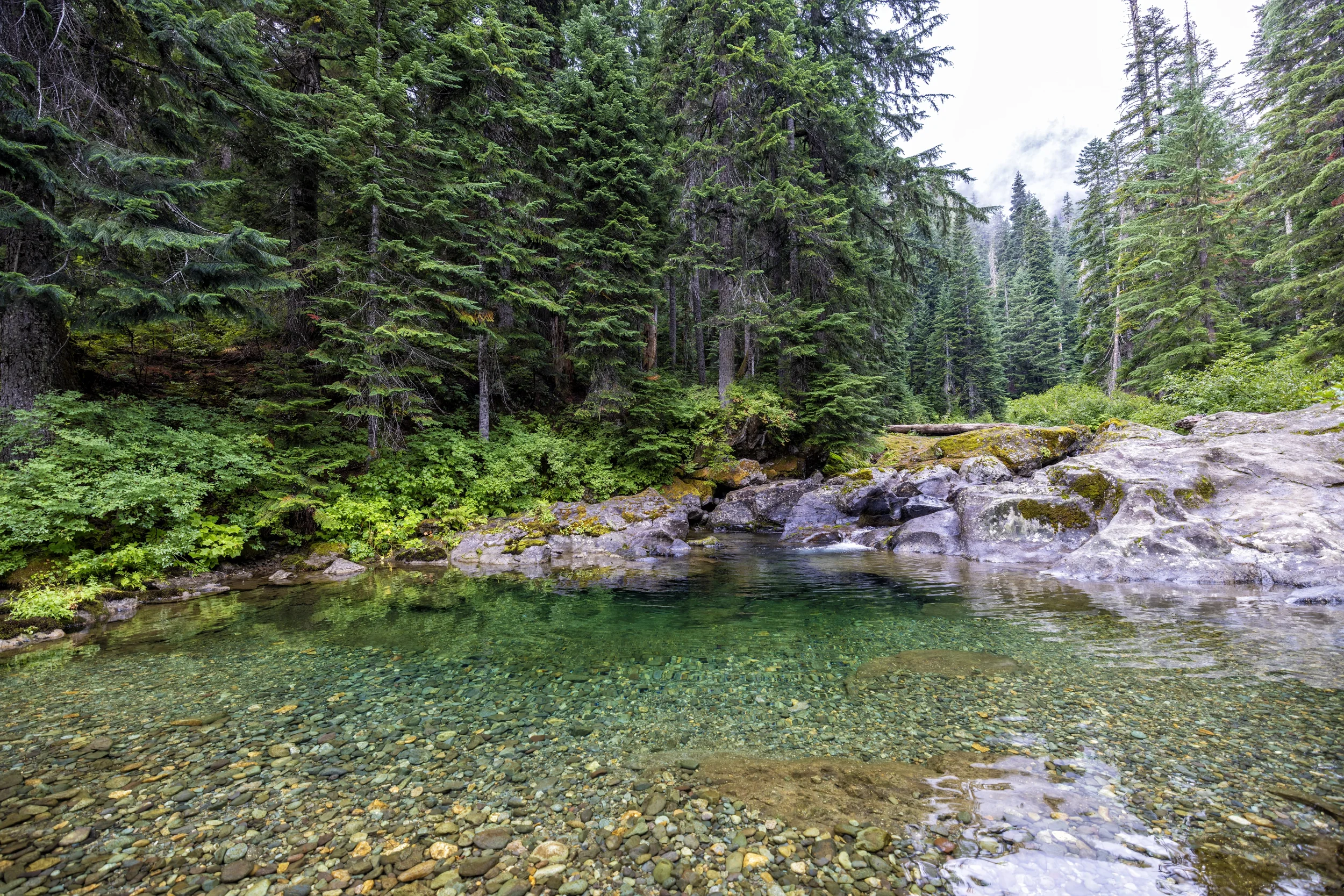 DeepForestPool WebP.webp