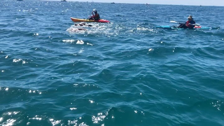 👑👑👑 Congratulations Heidi Tucker - Australian Triple Crown of Marathon Swimming &ndash; Swimmer #60

Rachel has successfully completed the Australian Triple Crown of Marathon Swimming, conquering three of Australia&rsquo;s iconic marathon swims:
?