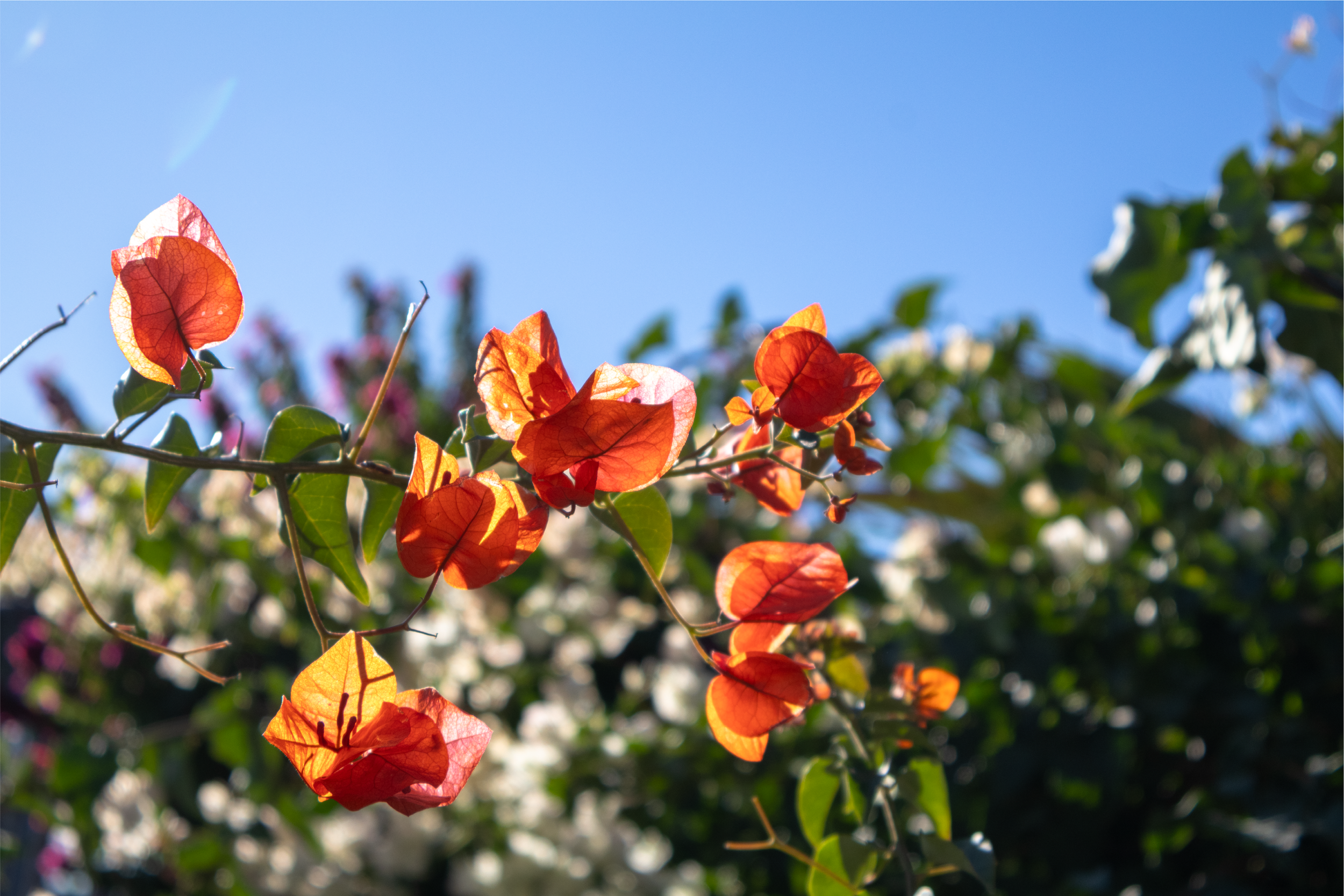 1.17.26 | The Lord is Holy † | Flowers.png