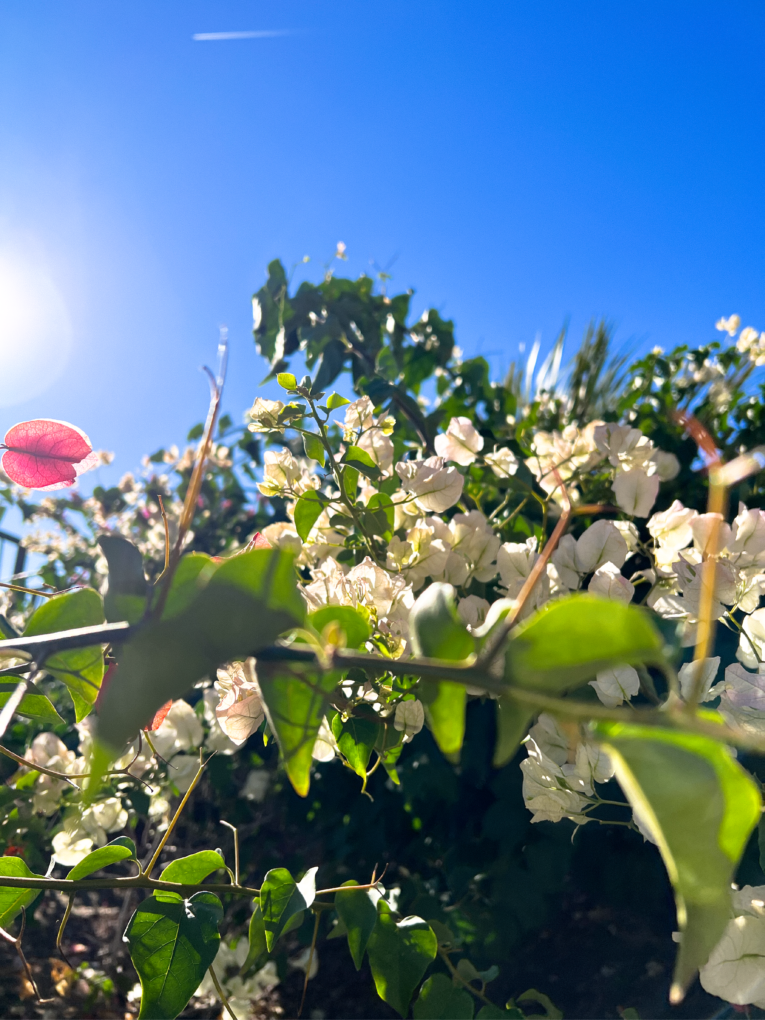 1.17.26 | Faith in God †-02.png