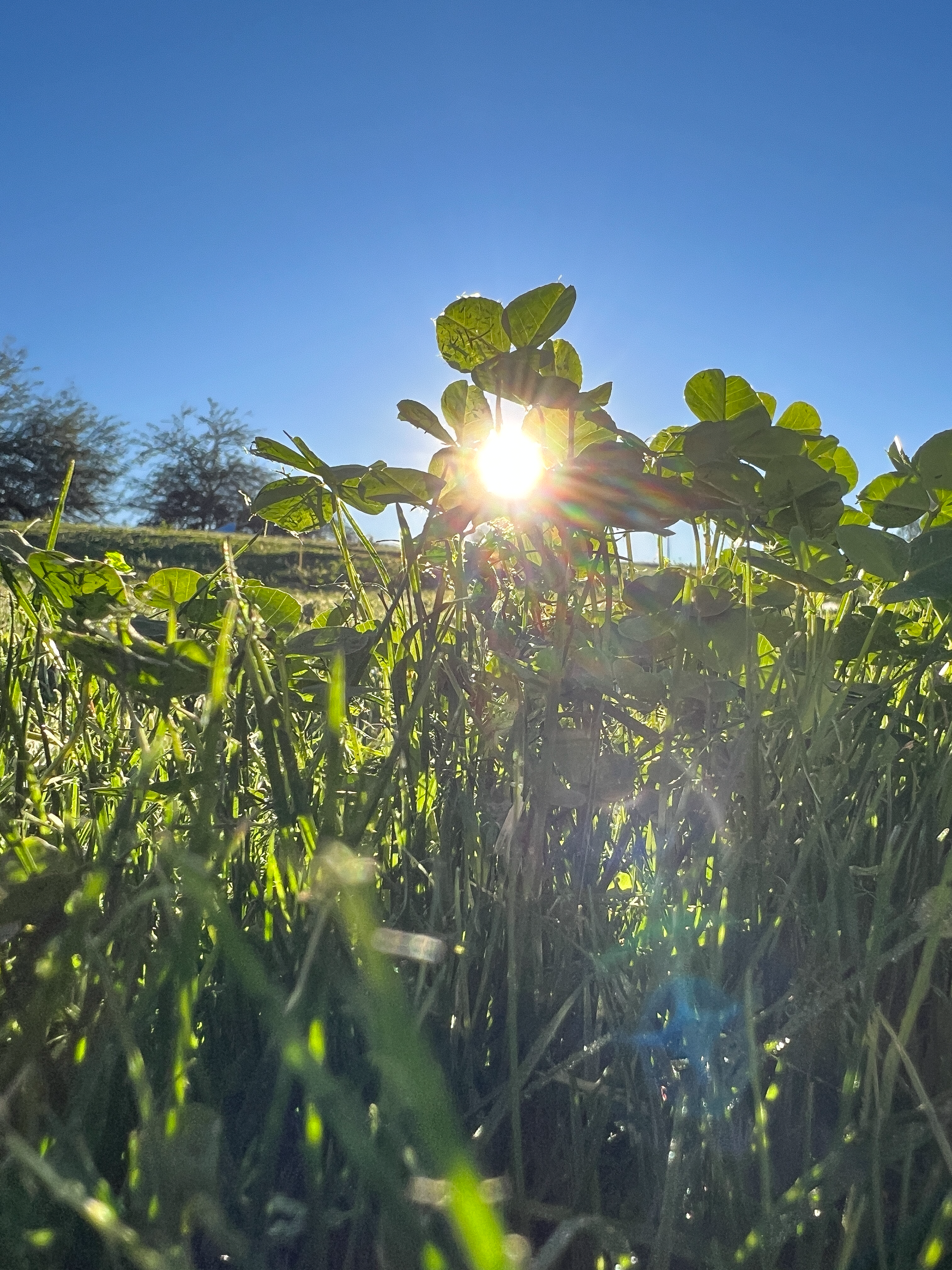 1.17.26 | Morning Sunshine in Grass †-5.png