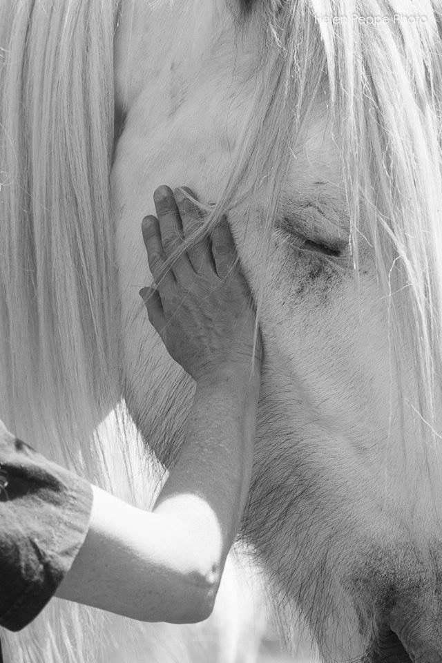 A person gently touching the face of a horse with long white mane, showing an intimate moment.