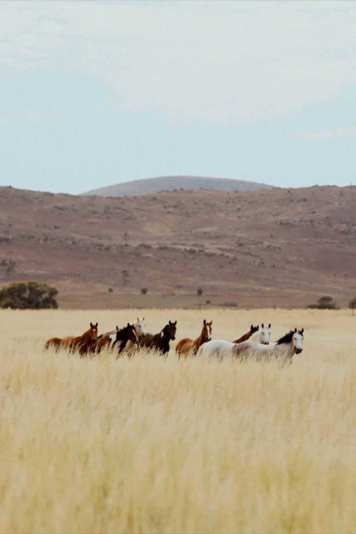 Group of horses running through a yellowish field with rolling hills and mountains in the background under a cloudy sky.