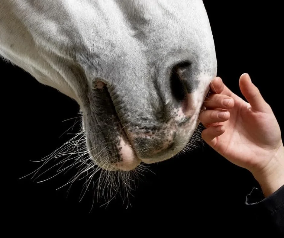 A person touching the nose of a white horse against a black background.