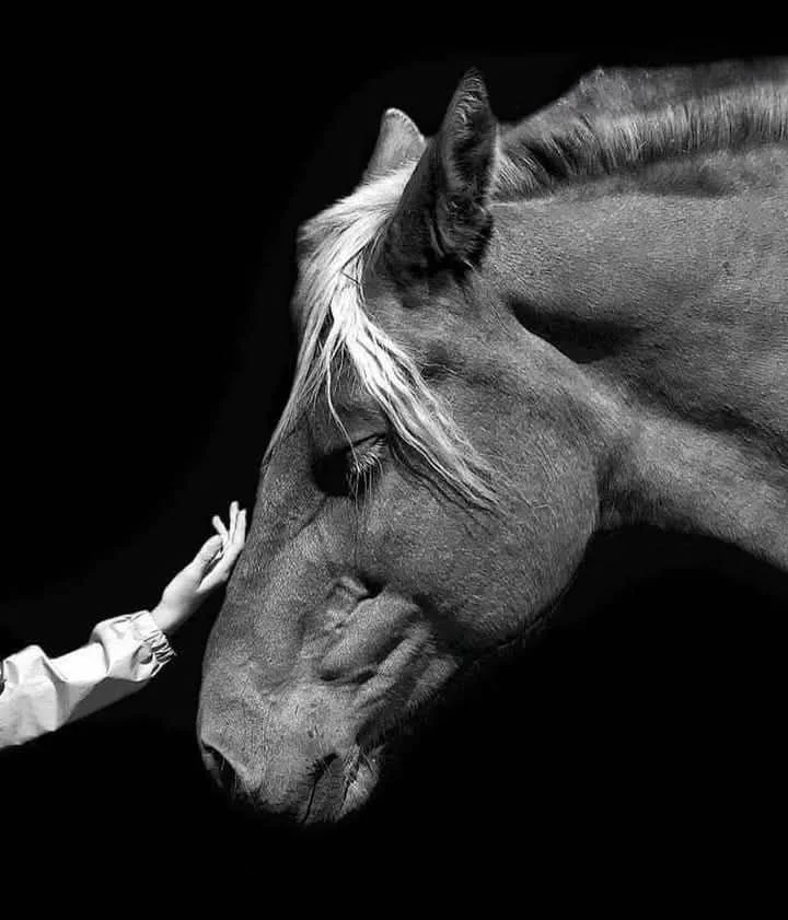 A person touching the forehead of a horse against a black background.