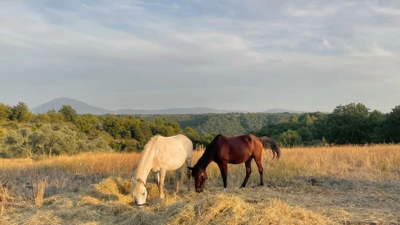 Two horses grazing on hay in a field with a backdrop of trees and distant mountains, under a partly cloudy sky.