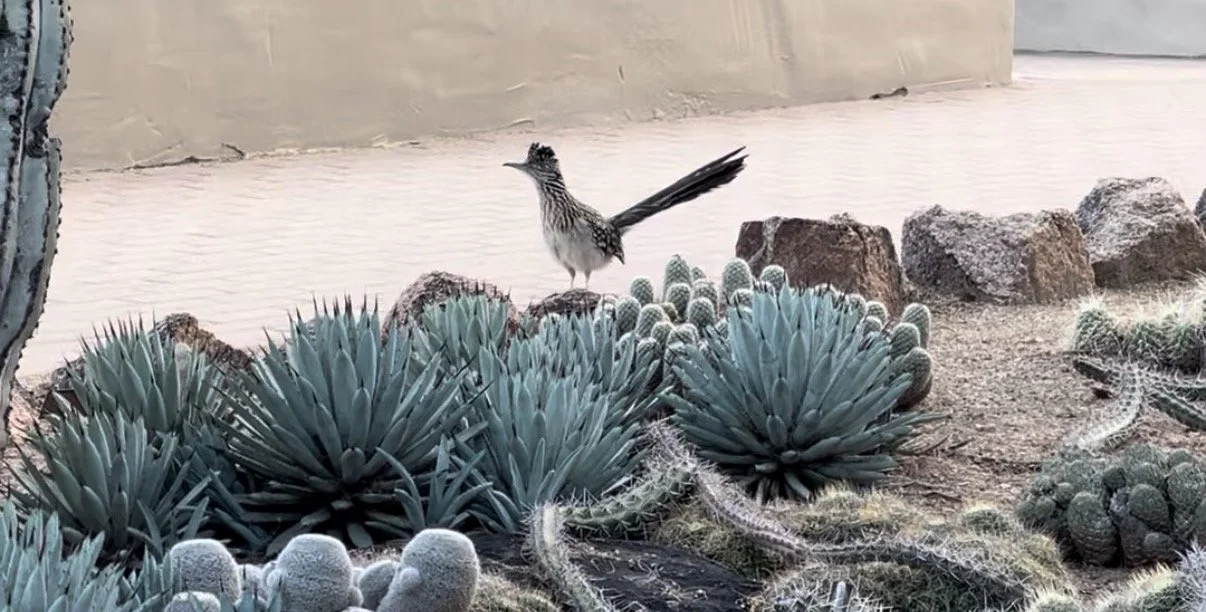 Why We See Signs After Loss: Synchronicity, Grief, and Meaning