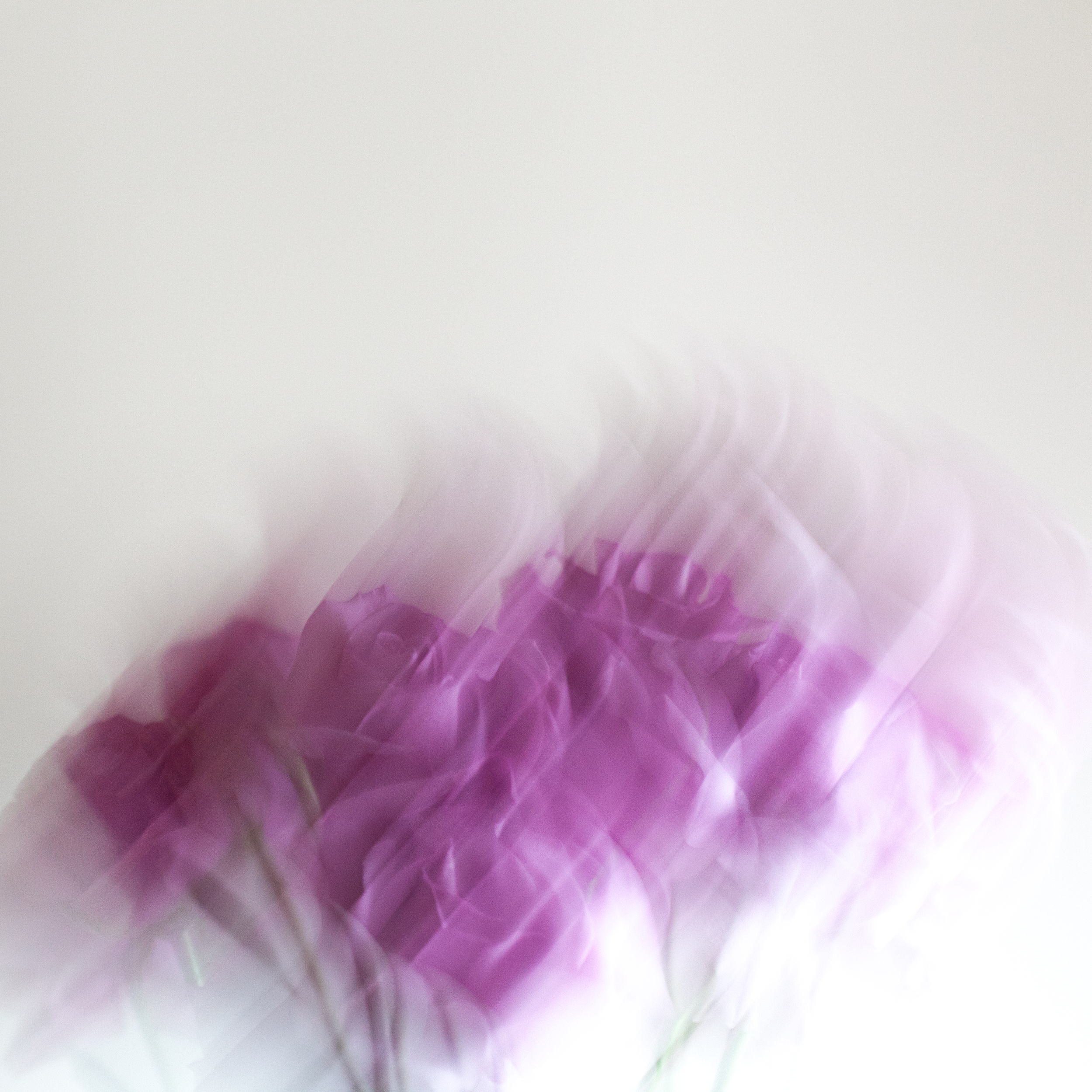 Blurred purple flowers with motion effect on white background.