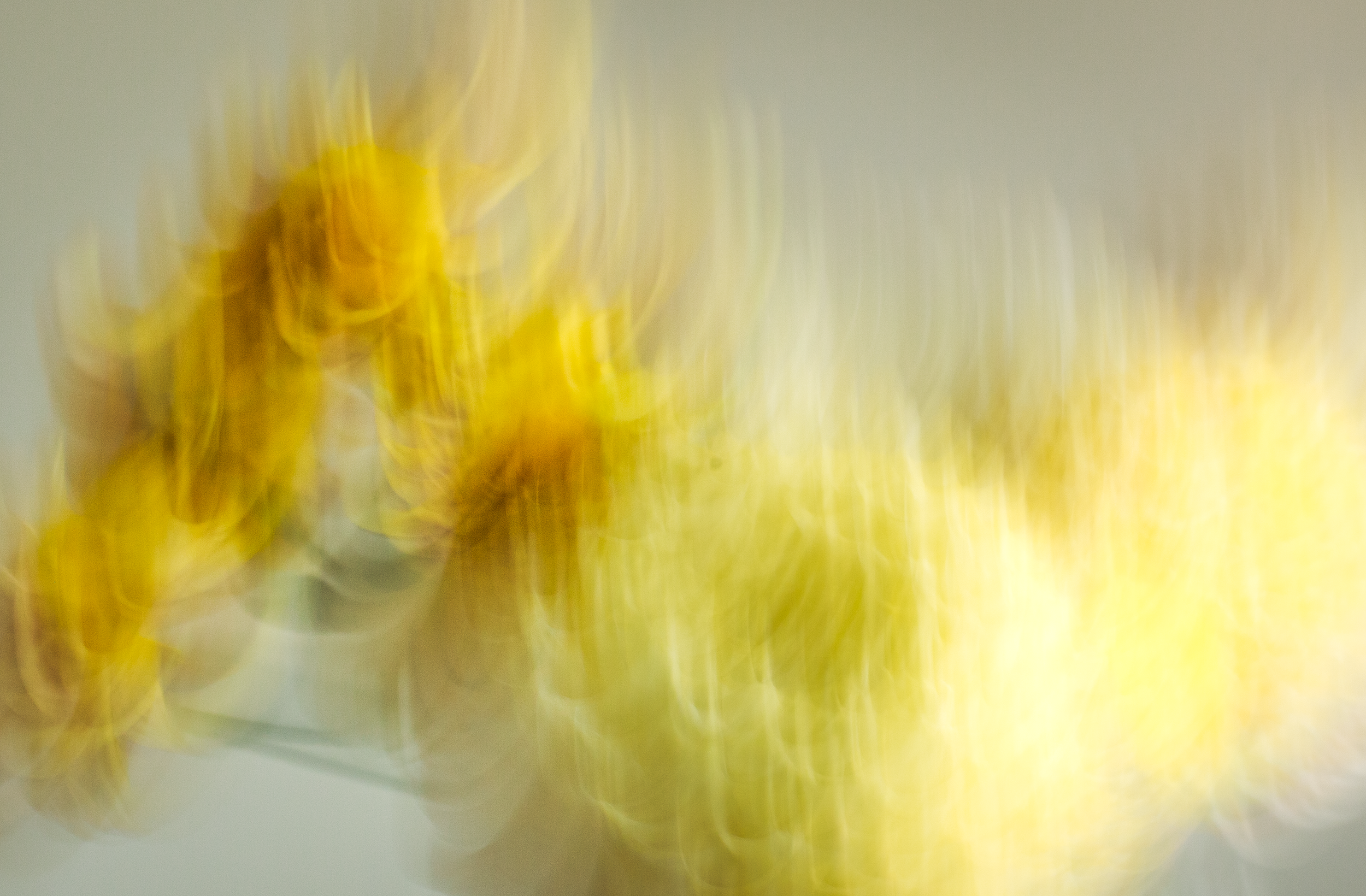 Blurred yellow flowers in motion against a light background.
