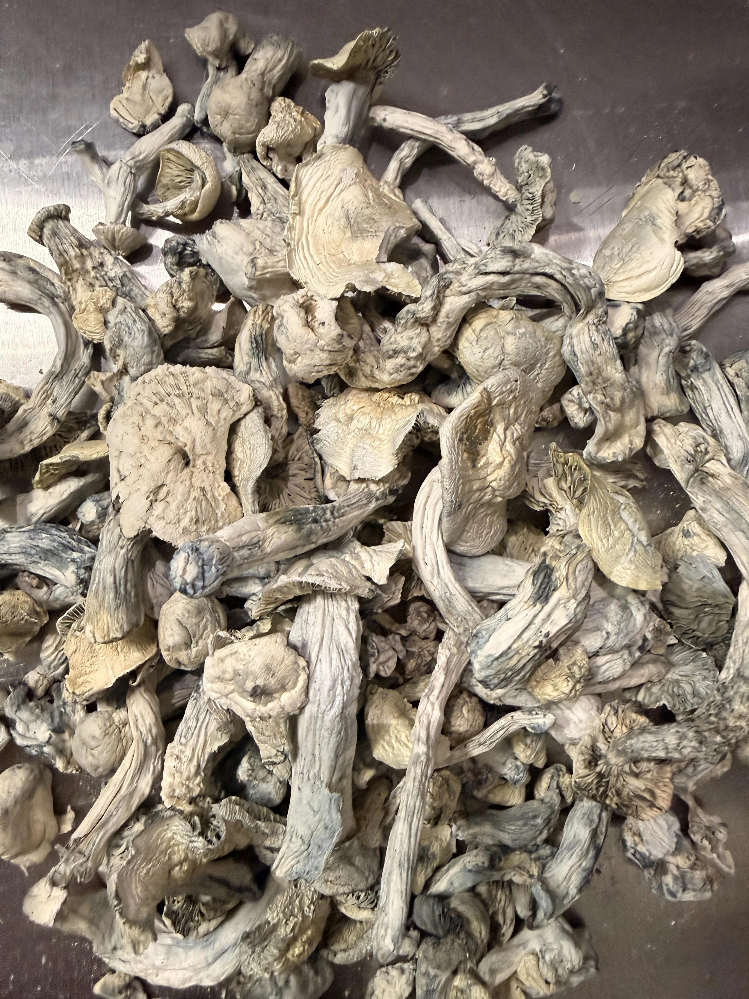 Wombat True Albino Teacher