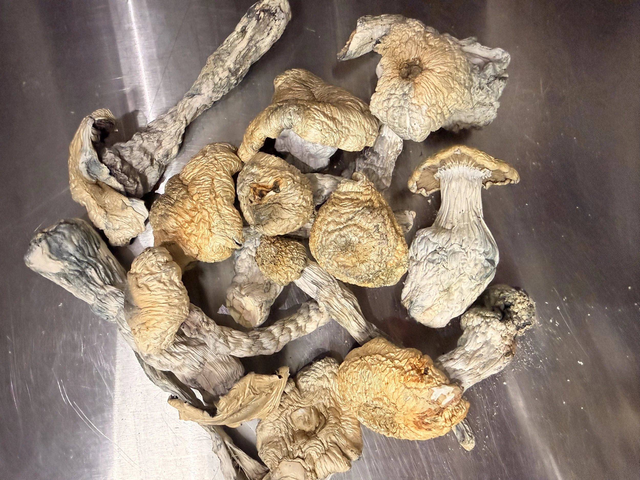 Albino Bluey Vuitton