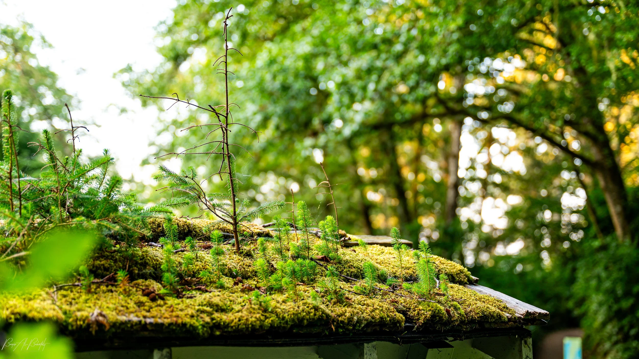 Long beach 2025-5.jpg