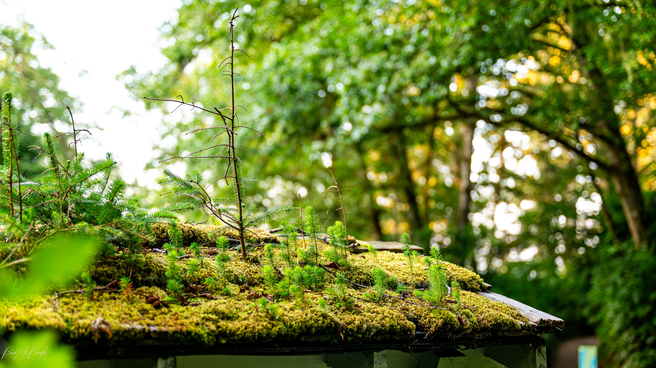 Long beach 2025-5 (1).jpg