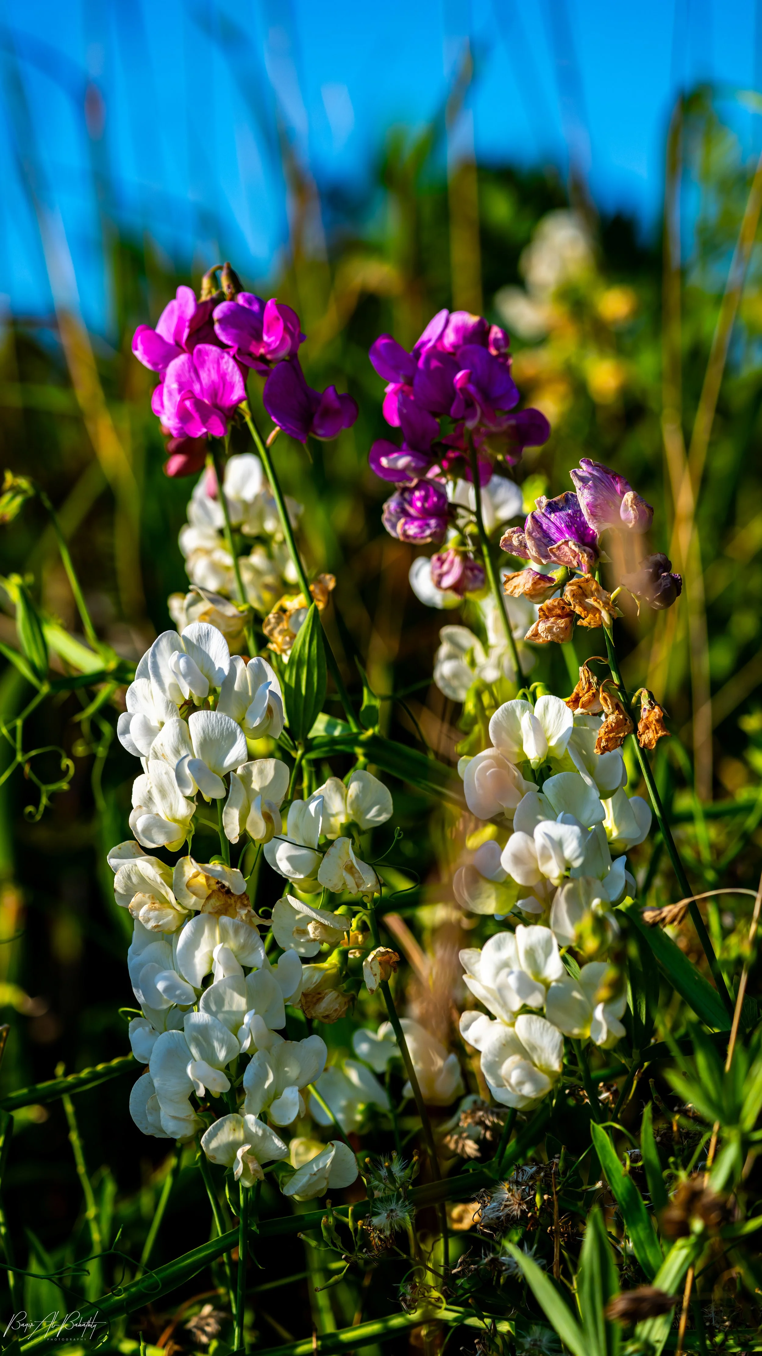 Long beach 2025-7.jpg