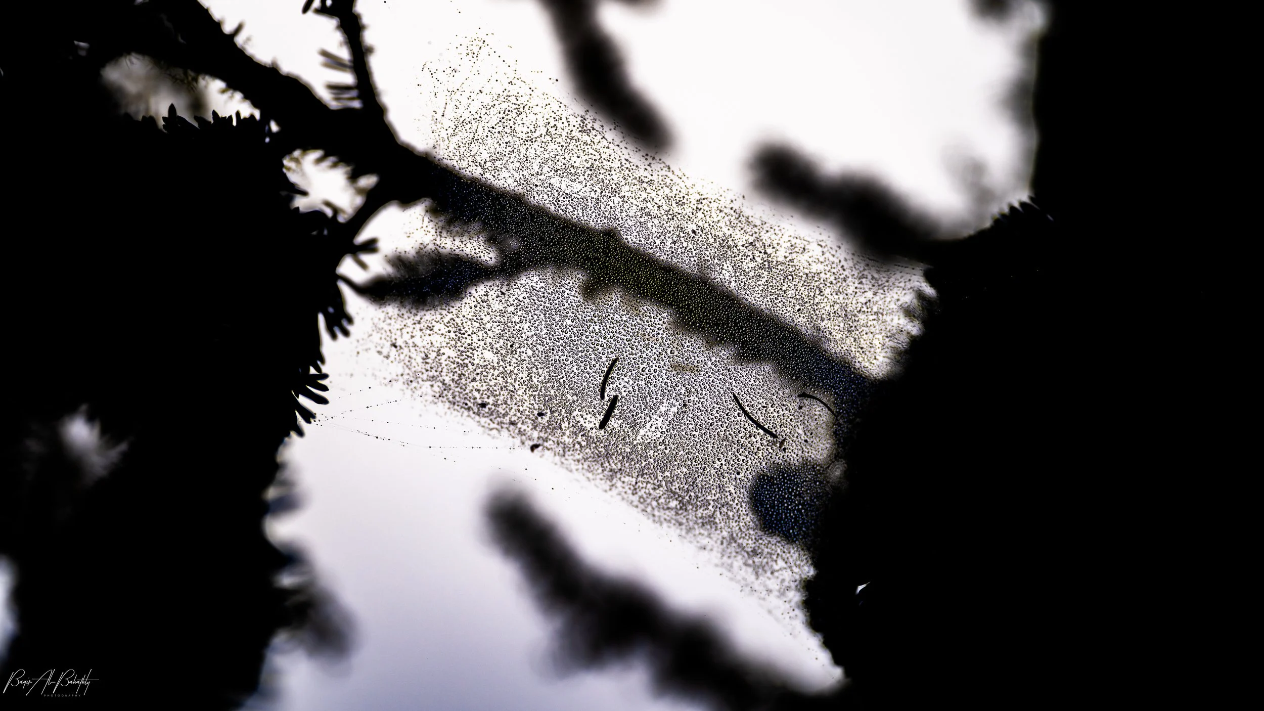 Long Beach 2025-8.jpg