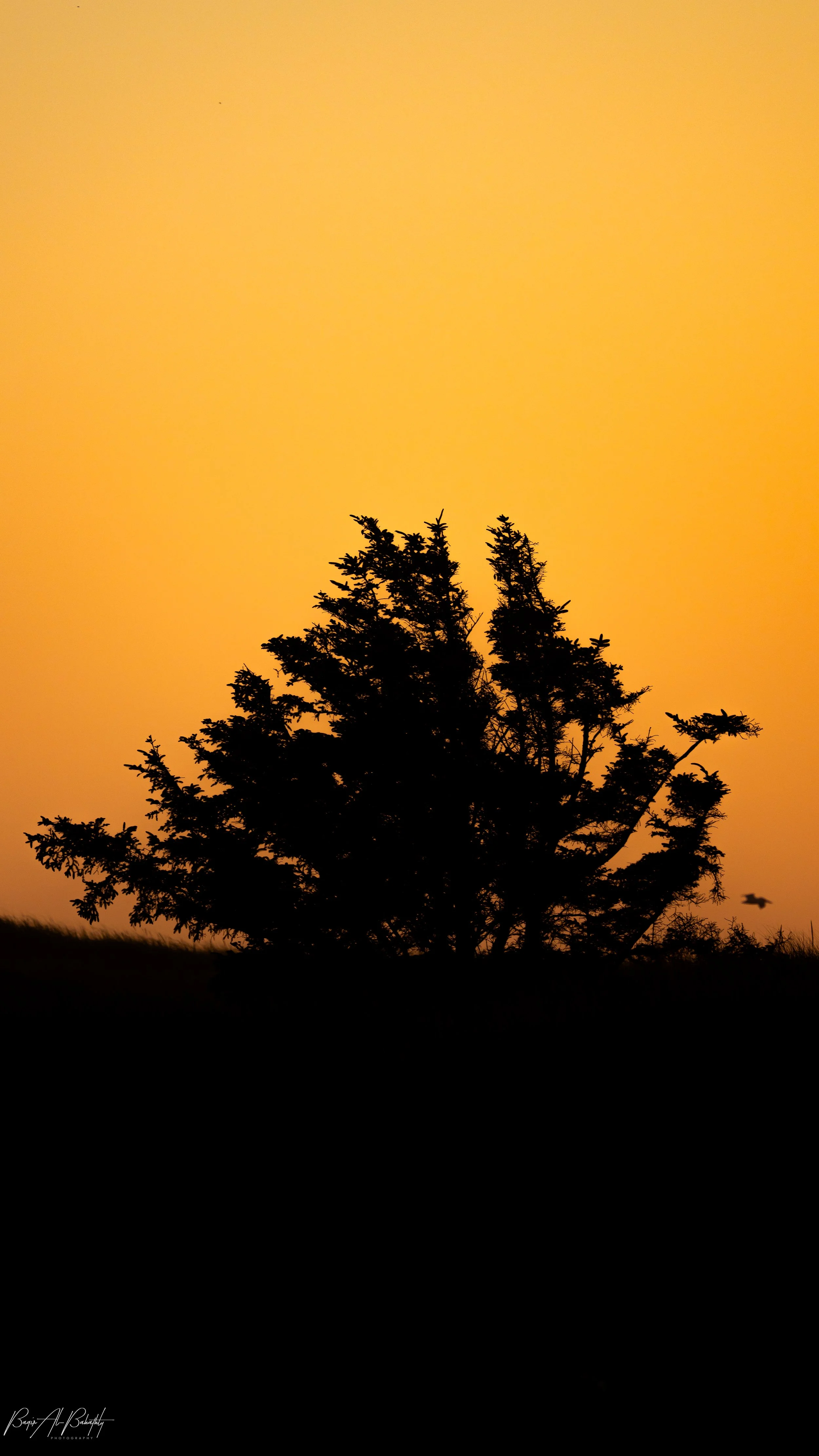 Long beach 2025-20 (1).jpg