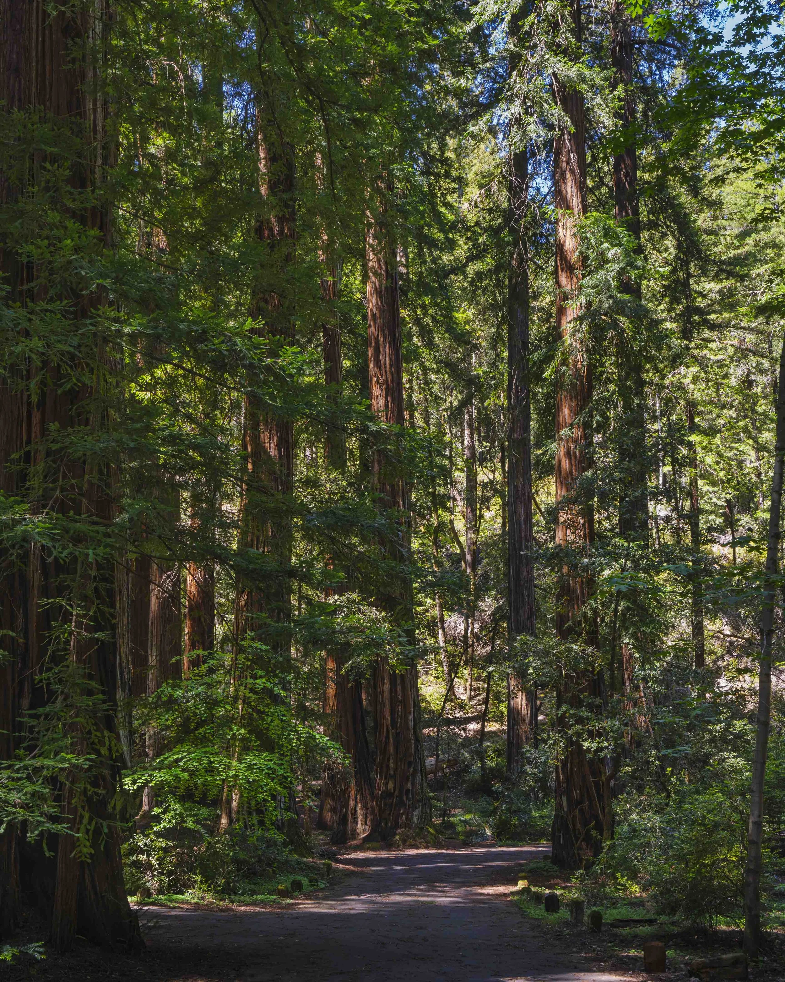 Redwood National Park: Part I