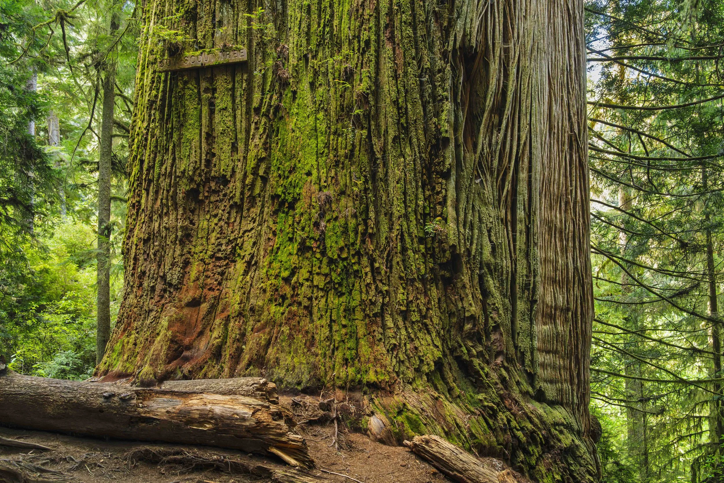 Redwood National Park: Part II