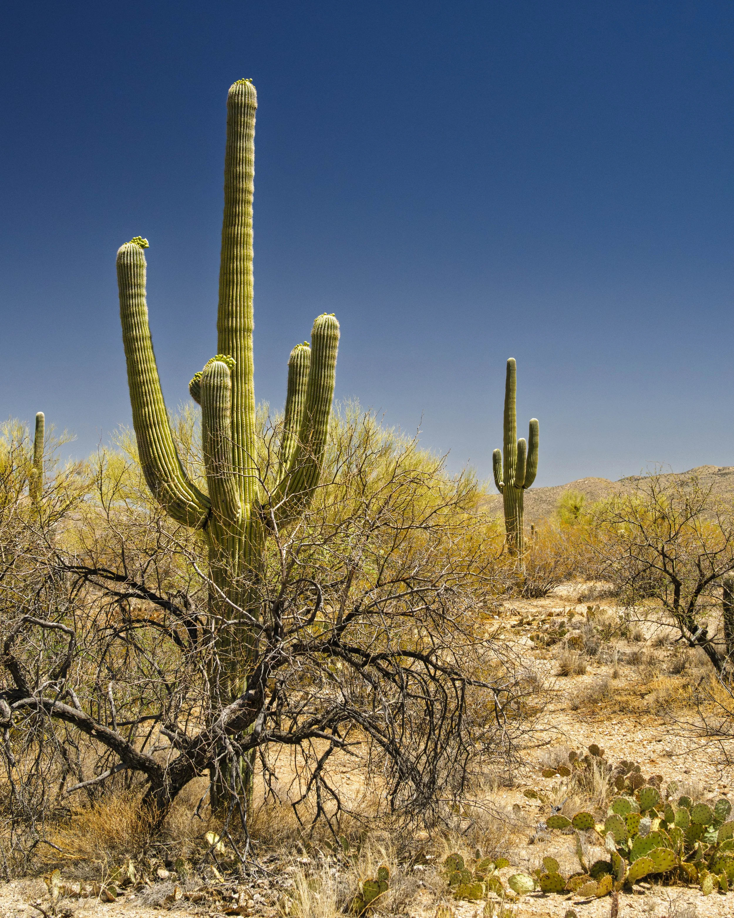 06-Saguaro NP_RWL0796.jpg