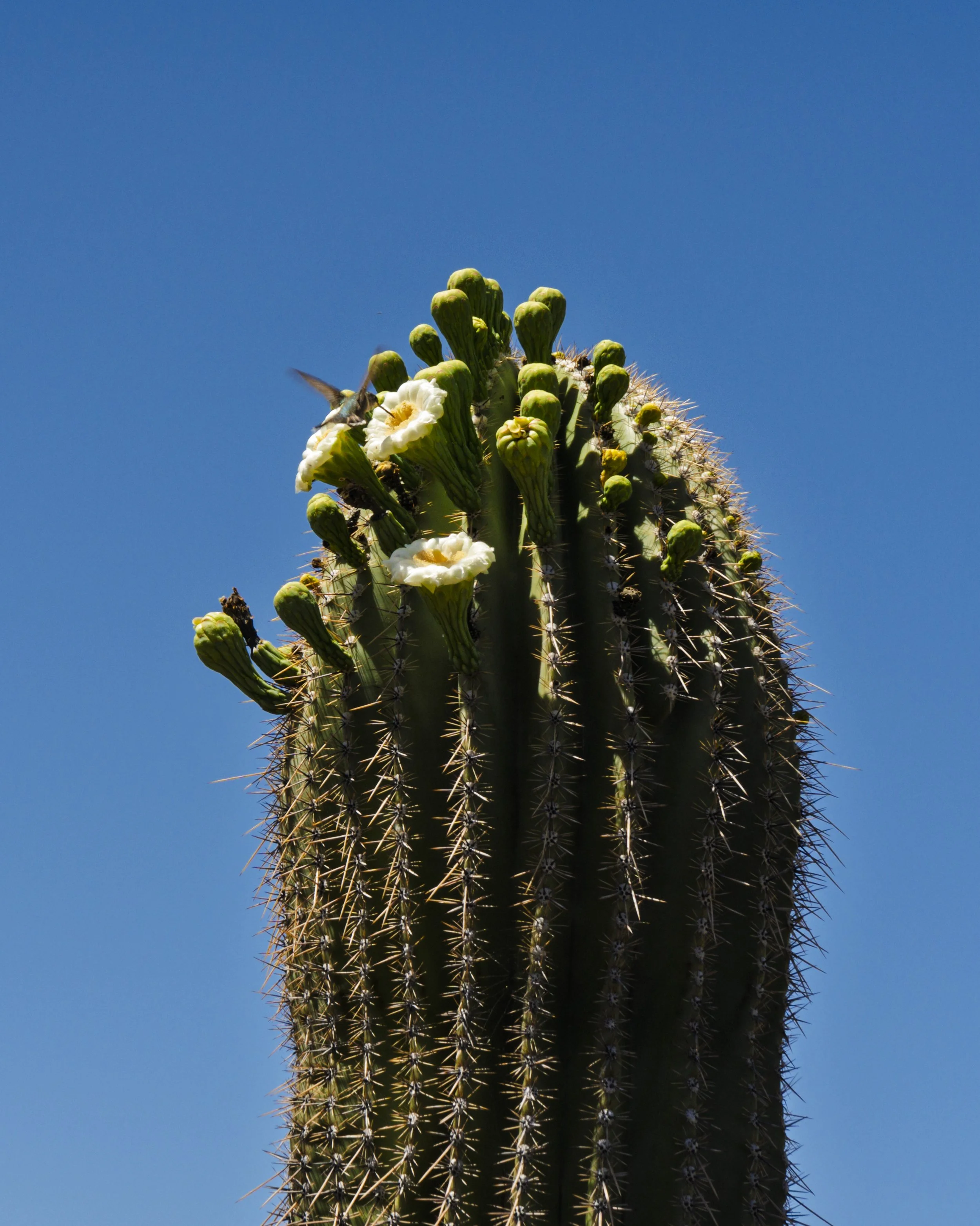 02-Saguaro NP_RWL0683.jpg