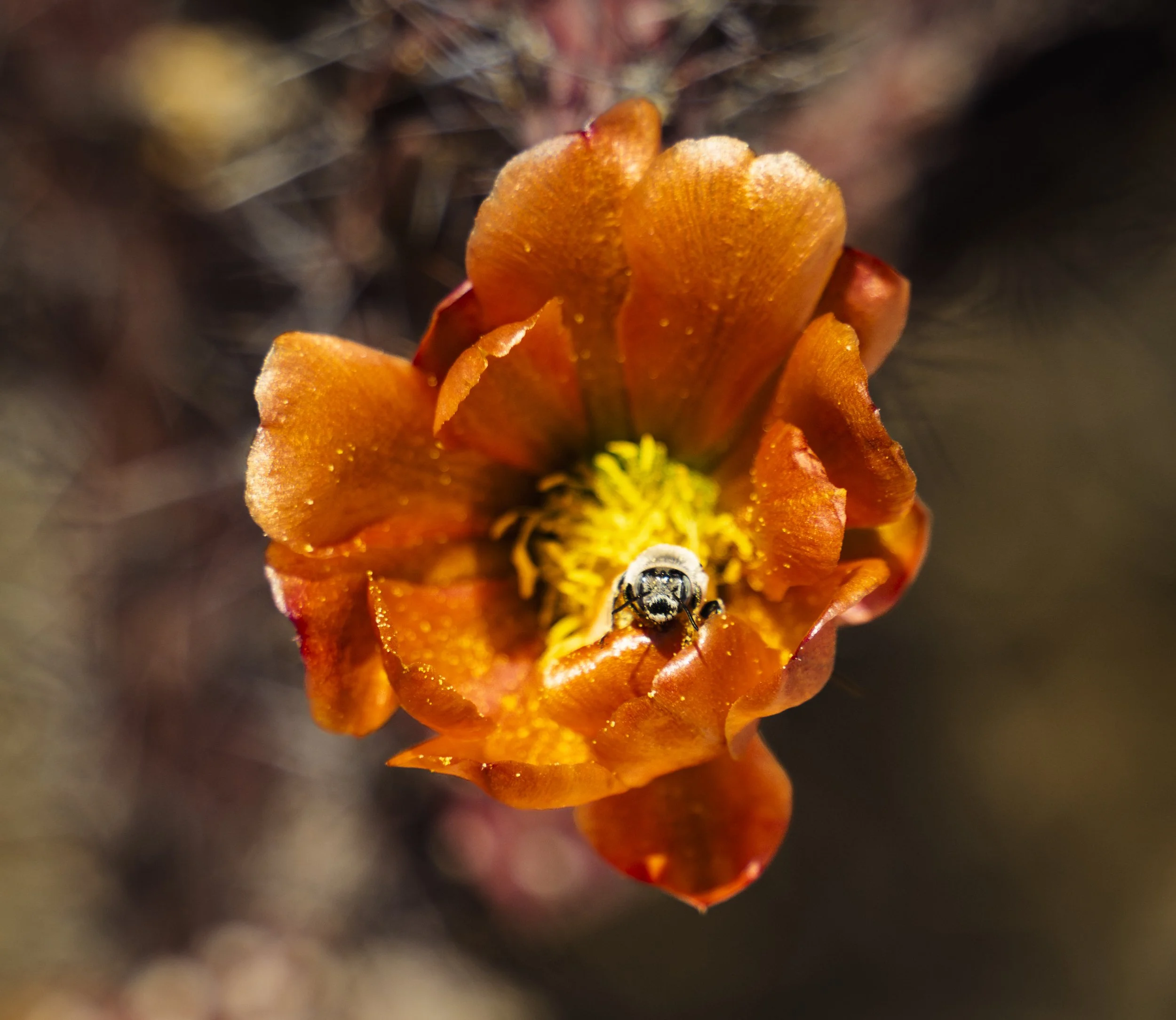11-Saguaro NP_RWL0887.jpg