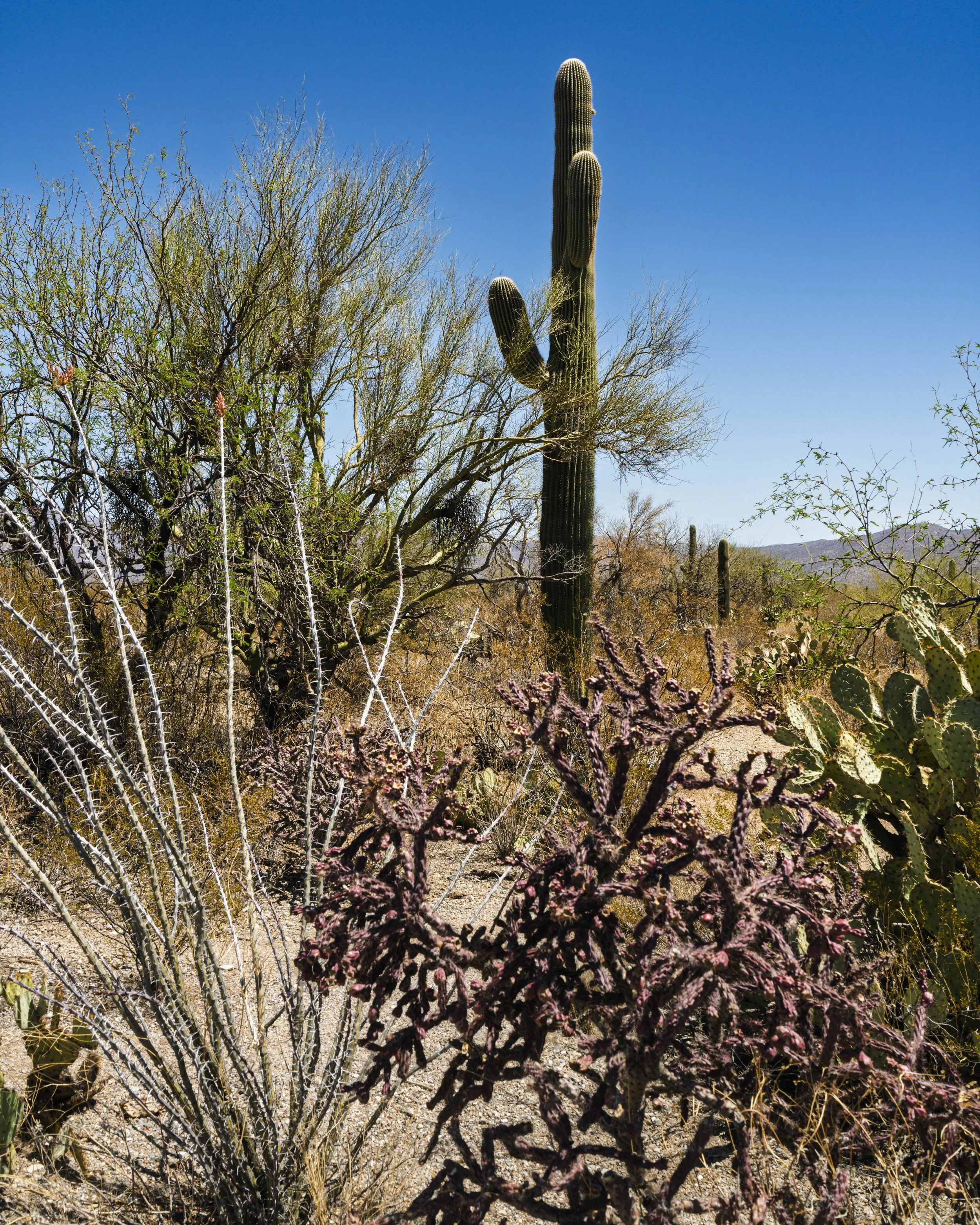 Saguaro NP_RWL0659.jpg