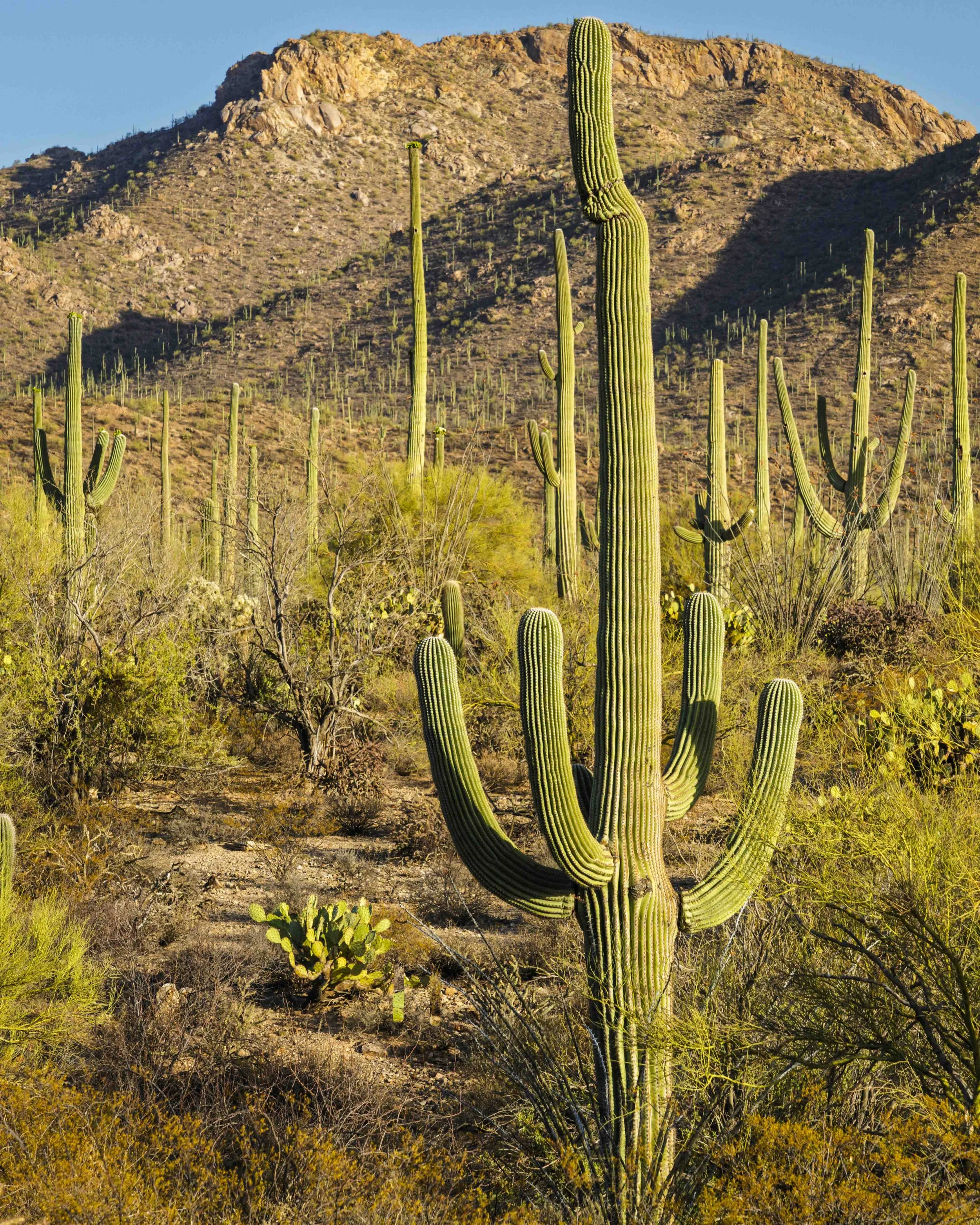 14-Saguaro NP_RWL1012.jpg