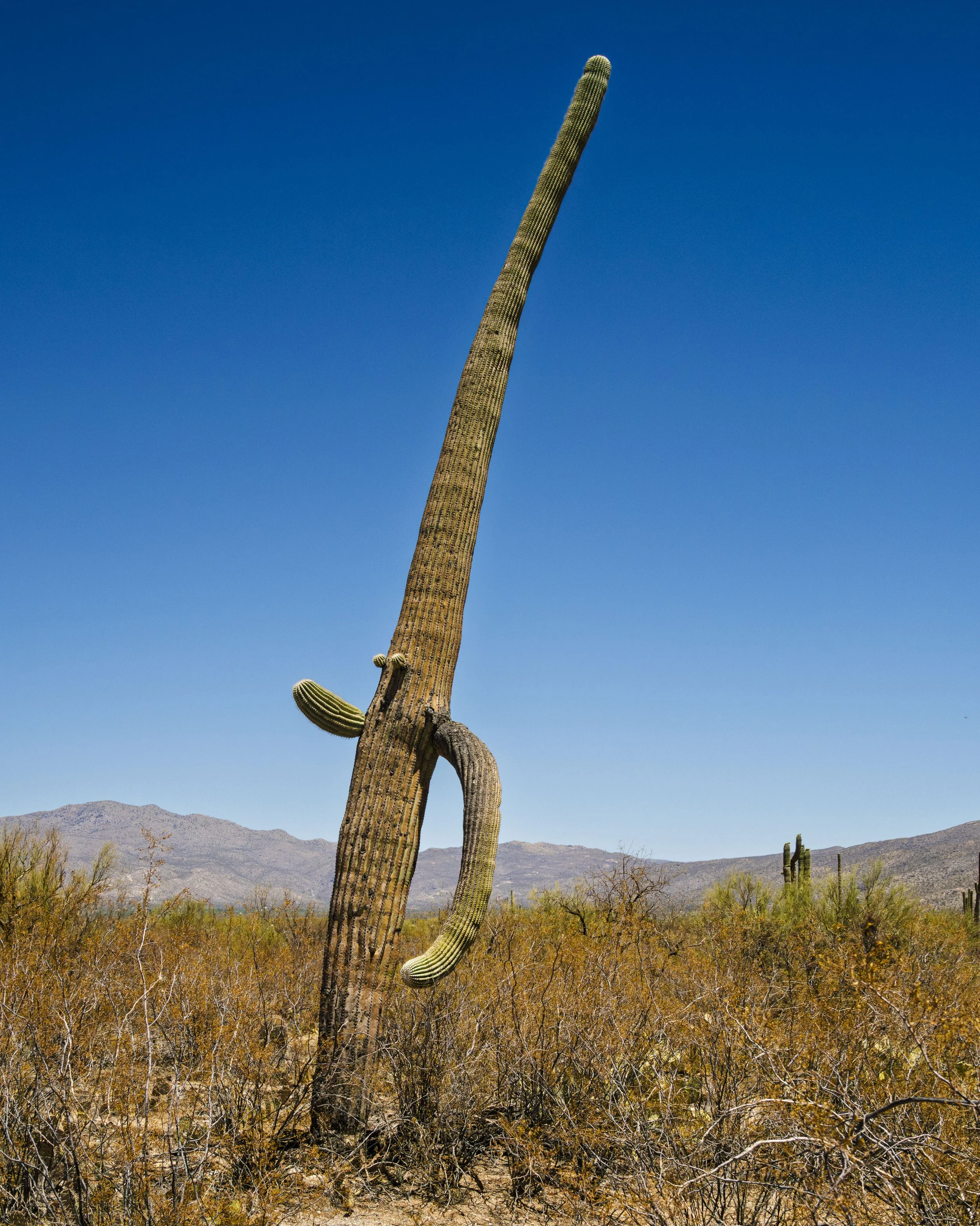 08-Saguaro NP_RWL0830.jpg