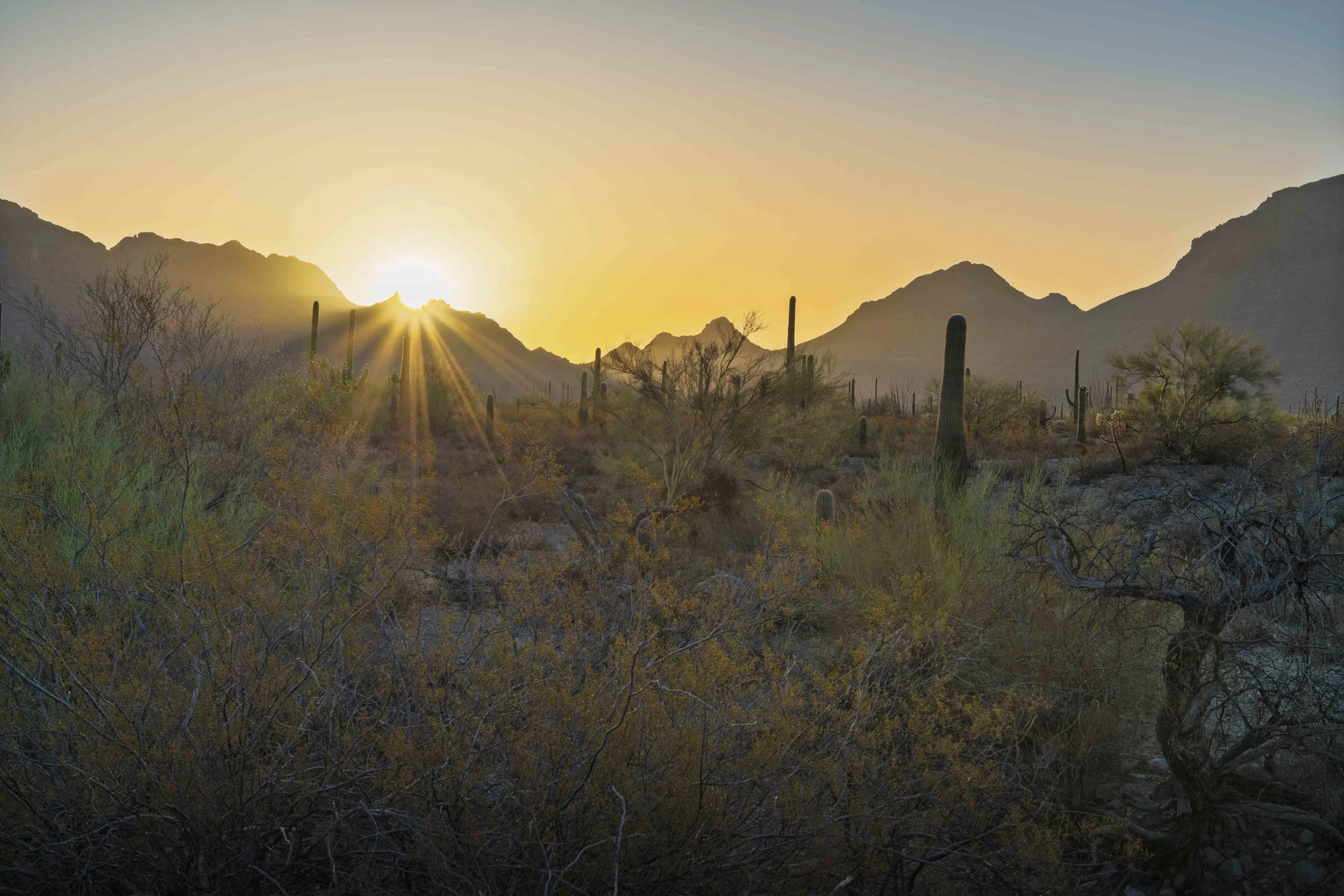 16-Saguaro NP_RWL1120.jpg