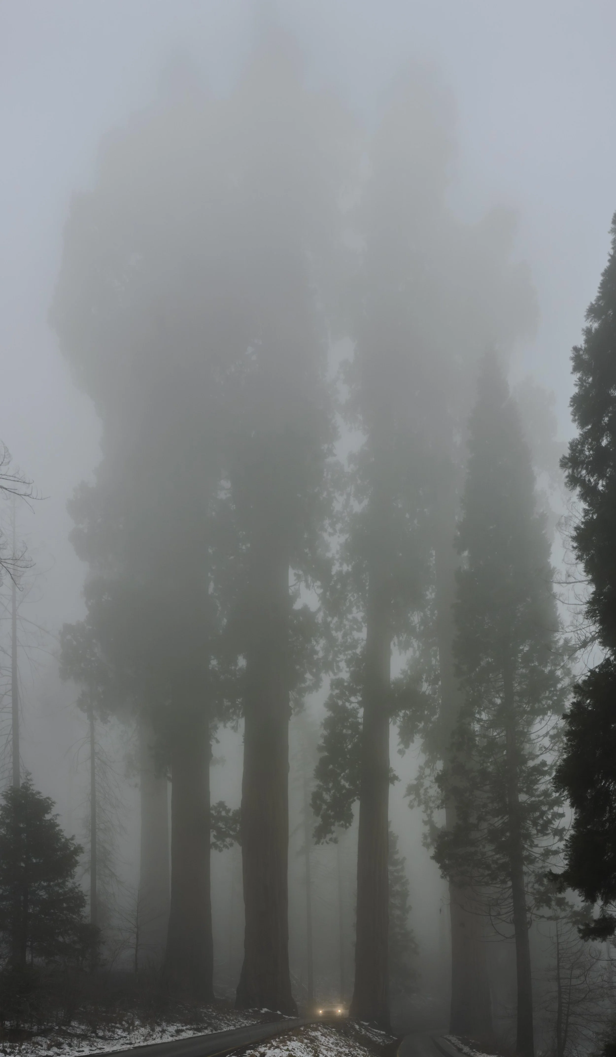 Sequoia National Park: Part I