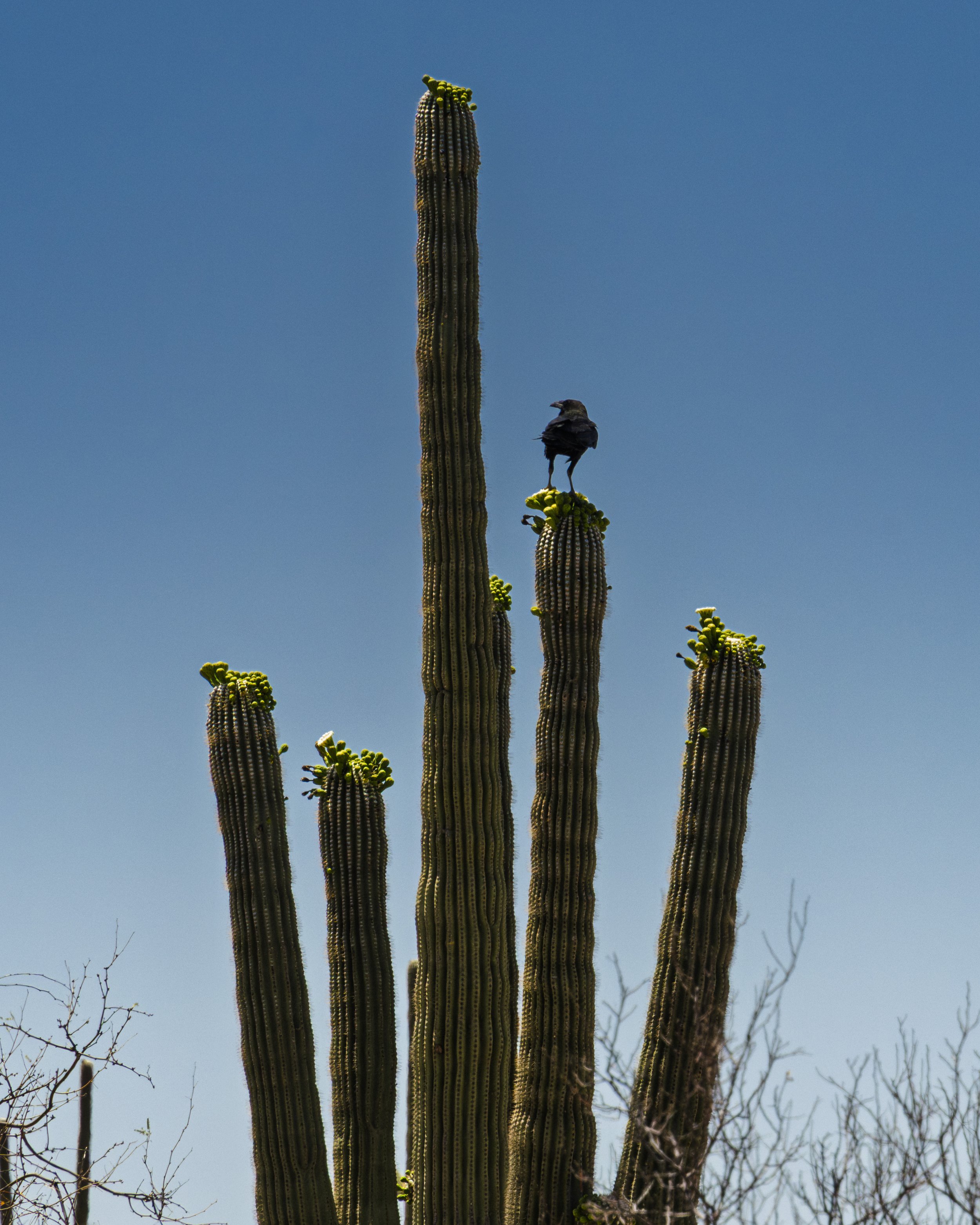 07-Saguaro NP_RWL0825.jpg