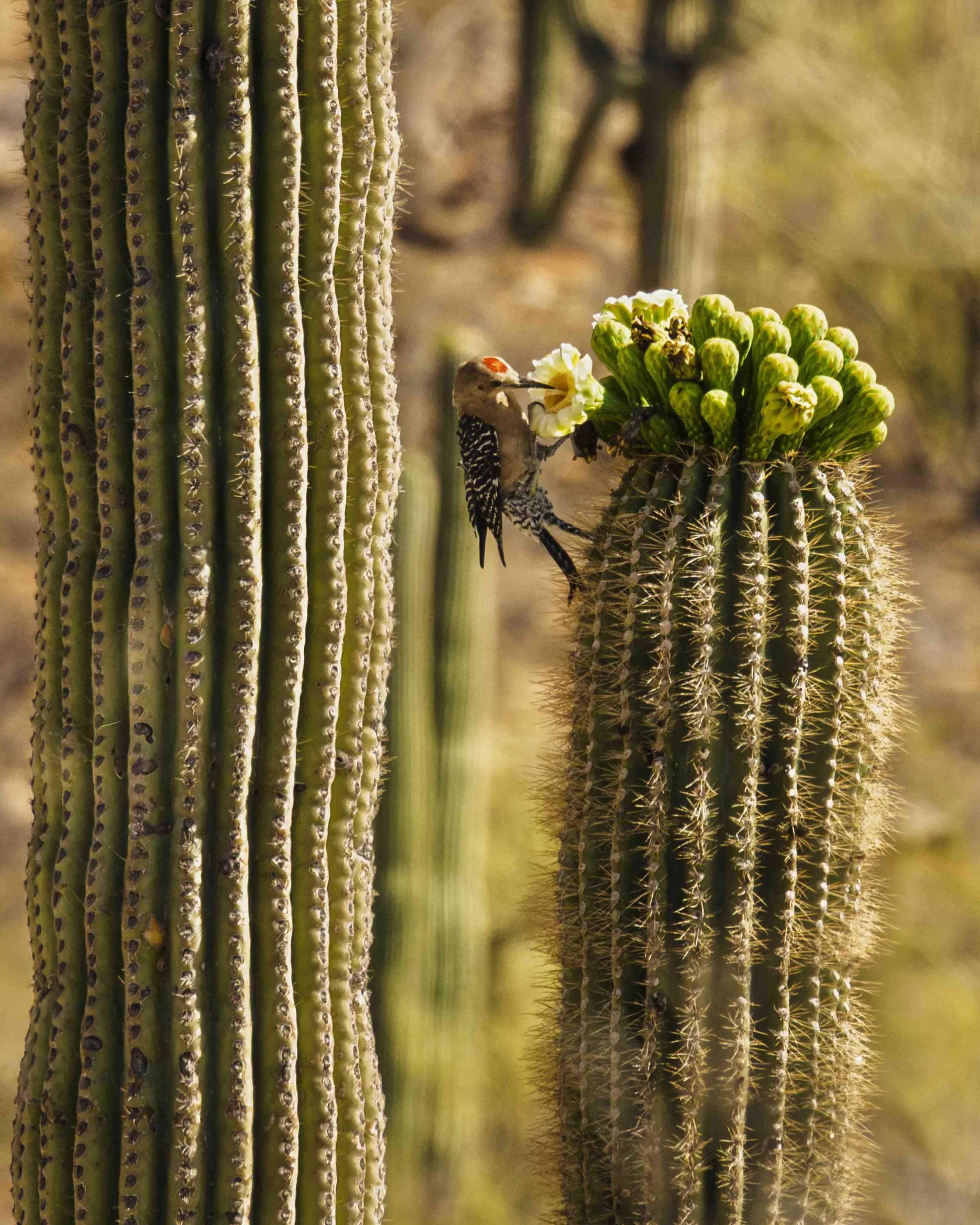 13-Saguaro NP_RWL0958.jpg