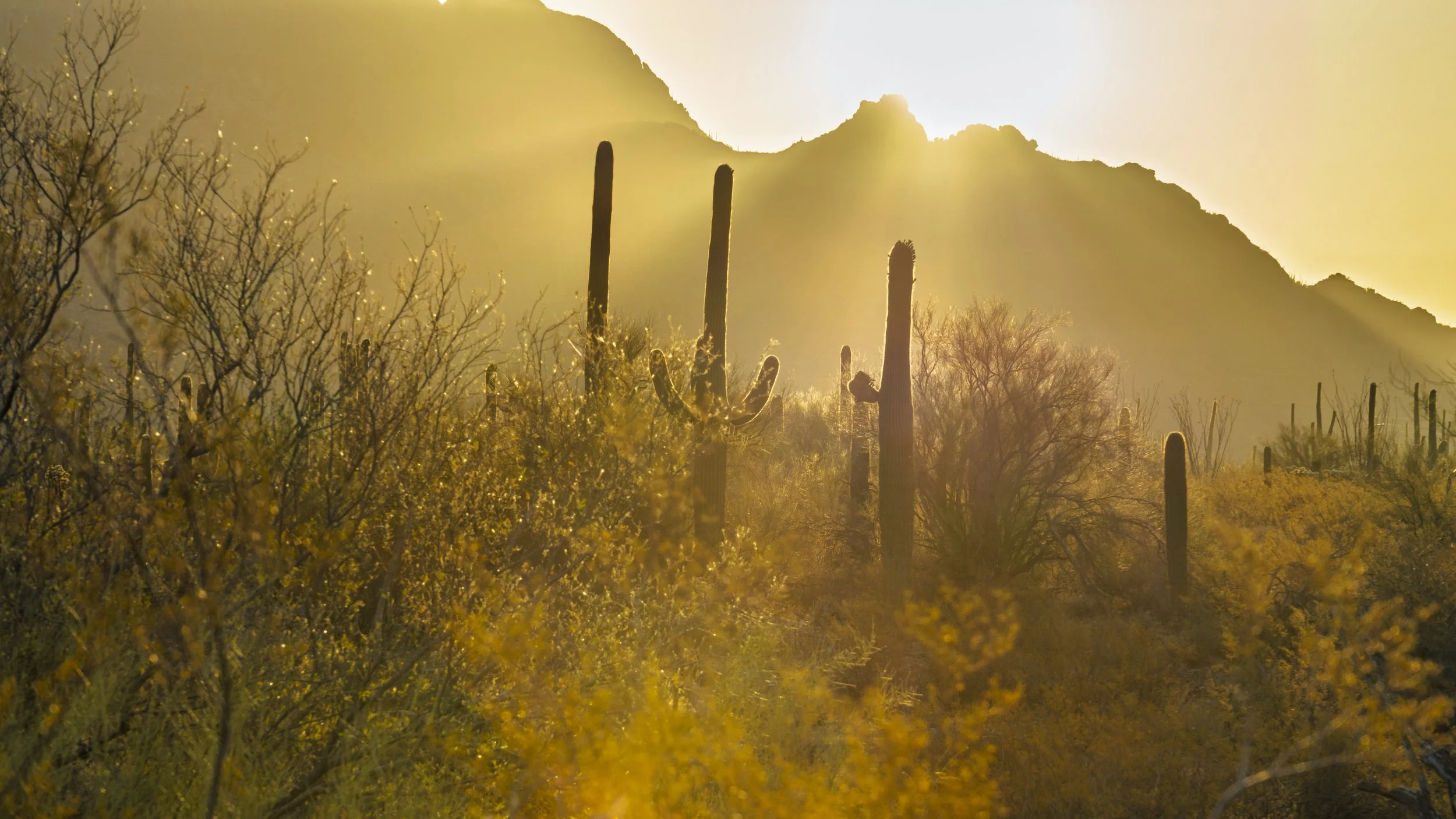 17-Saguaro NP-4 Star-1128.jpg