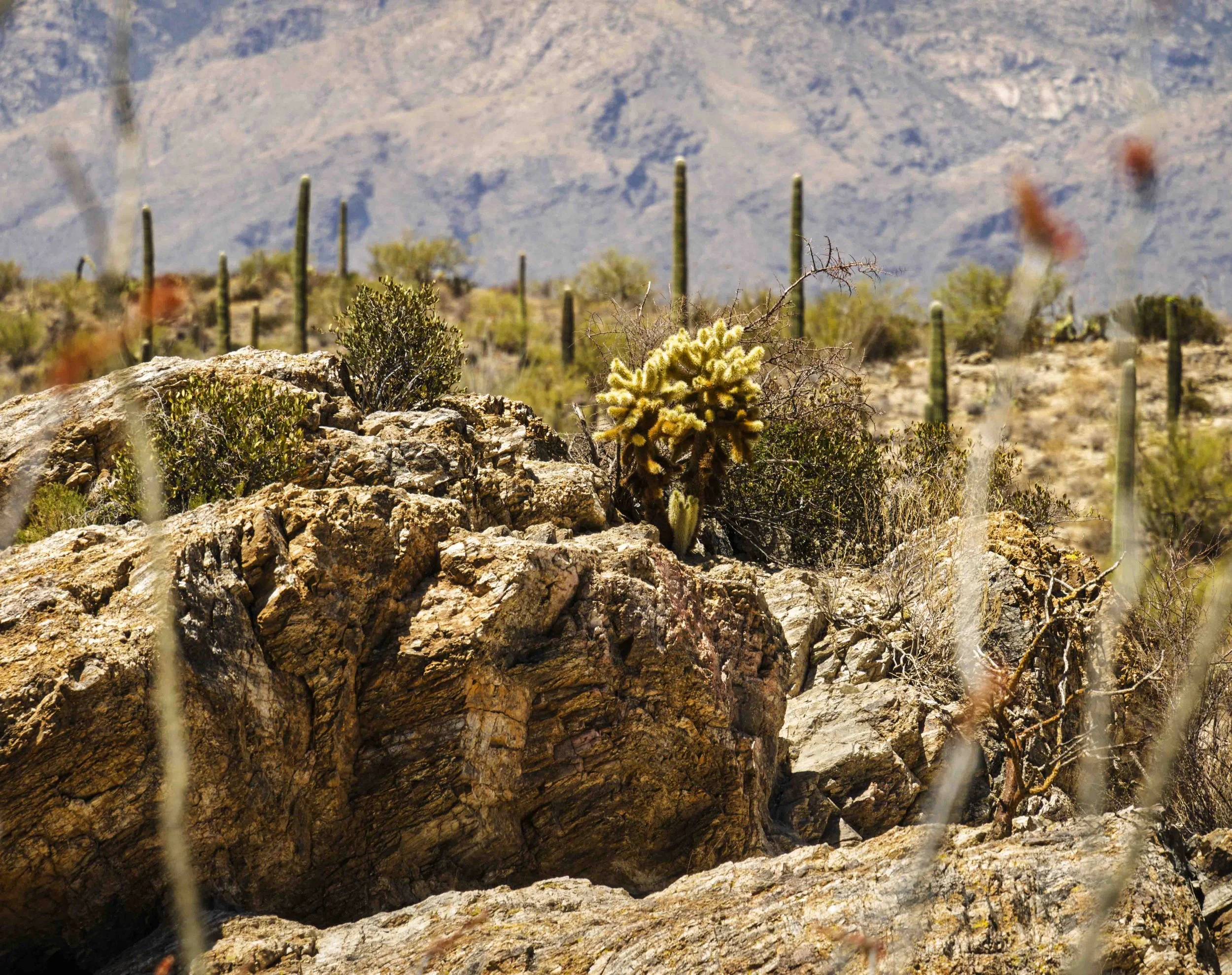12-Saguaro NP_RWL0896.jpg